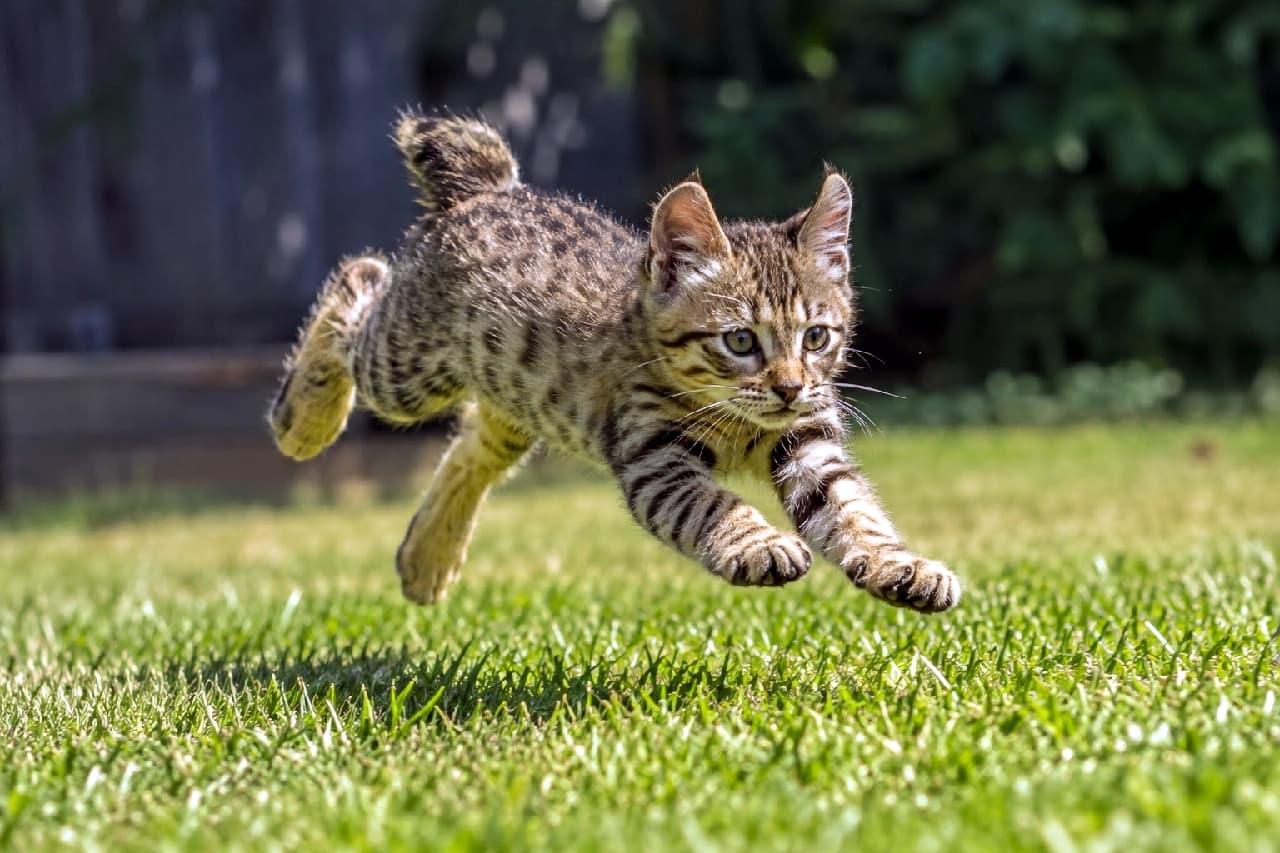 「空中浮遊にゃー！💨 お庭の芝生を全力ダッシュするピクシーボブの子猫から元気をチャージ💪✨ #躍動感 #おてんば猫 #猫のいる幸せ #猫のいる暮らし #ピクシーボブ」Ultra-realistic high-quality photograph of a Pixie-bob kitten running and jumping energetically on bright green grass in the sunlight. Its short bobtail is raised, and its focused amber eyes and mid-air posture are captured with dynamic perfection. 太陽の光を浴びた鮮やかな緑の芝生の上を、全力で駆け抜けてジャンプするピクシーボブの子猫。宙に浮いた小さな四肢、ピンと上がった短いボブテイル、獲物を狙うかのような真剣な琥珀色の瞳が、躍動感たっぷりに捉えられています