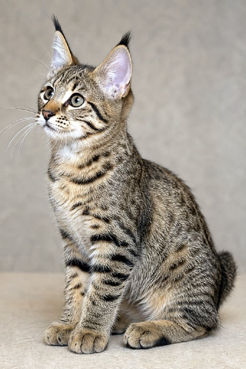 「耳の先の飾り毛がチャームポイントにゃの🐈💖 オオヤマネコみたいなワイルドさと子猫のあどけなさが反則級！ #イケニャン #子猫の成長 #猫のいる暮らし #ピクシーボブ」Ultra-realistic high-quality studio portrait photograph of a Pixie-bob kitten sitting and looking diagonally upward against a calm beige background. Its wild spotted coat, prominent black lynx tips on the ears, and short bobtail are captured with stunning clarity. 落ち着いたベージュの背景の中、お座りをして斜め上をジッと見つめるピクシーボブの子猫のポートレート。オオヤマネコを彷彿とさせる耳先の黒い飾り毛（リンクスティップ）、野性味あふれるスポッテッド模様、ちょこんと生えた短いしっぽが克明に写し出されています