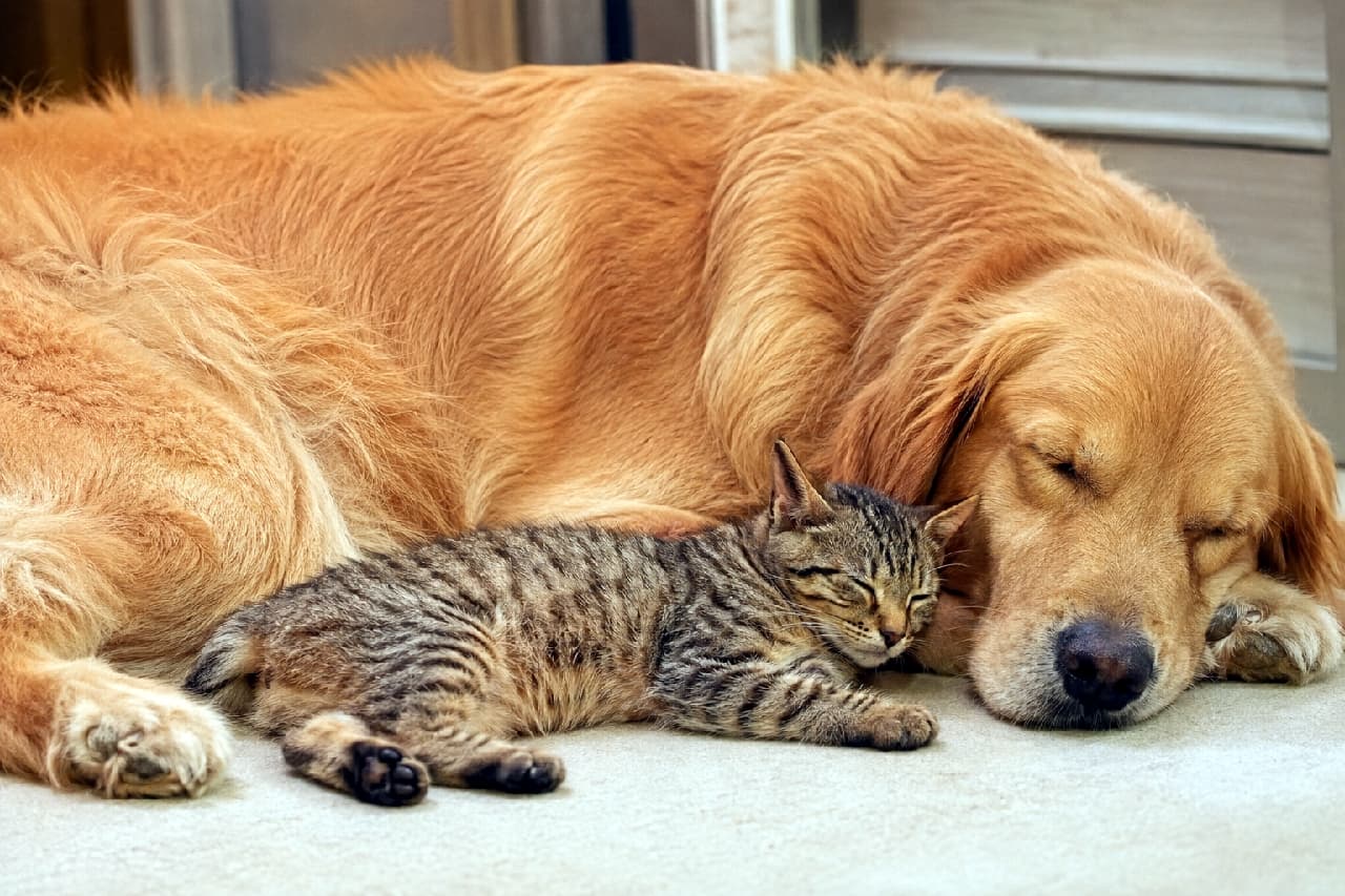 「大きなふわふわの背中は僕の特等席にゃ🐾💤 ゴールデンとピクシーボブ赤ちゃんの種族を超えた絆に感動😭✨ #犬と猫 #猫のいる幸せ #猫のいる暮らし #ピクシーボブ」Ultra-realistic high-quality photograph of a Pixie-bob kitten with a spotted tabby coat and short bobtail sleeping peacefully, snuggled deeply into the chest of a gentle sleeping Golden Retriever on a soft carpet, bathed in warm, affectionate indoor lighting. 柔らかなカーペットの上で穏やかに眠るゴールデンレトリバーの胸元に、ぴったりと寄り添って眠るピクシーボブの子猫。キジトラの美しいスポッテッド模様と短いボブテイルを持つ子猫が、大型犬のふわふわな被毛の温もりの中で安心しきった表情を浮かべる、愛情に満ちた温かい光に包まれた情景
