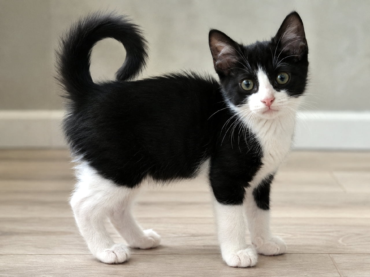 「見て見て!しっぽがくるんと大回転〜🌀💕 タキシード柄がお似合いのアメリカンリングテイルの子猫ちゃん🎩🐾 #アメリカンリングテイル #タキシード猫 #ハチワレ #猫好きさんと繋がりたい」Ultra-realistic high-quality photograph of a Black and White Tuxedo American Ringtail kitten. Its most distinctive feature, a tail curled gracefully into a ring over its back, is clearly visible. It has a sharp tuxedo coat pattern, a cute pink nose, and stands alertly on a wood-grain floor, staring directly at the camera. 背中の上でくるんと優雅な輪っか状に丸まったしっぽが最大の特徴である、アメリカンリングテイルの子猫。鮮明なブラック&ホワイトのタキシード柄の被毛と、顔の中心に綺麗に入ったハチワレ模様、そしてピンクのお鼻が非常に愛らしいです。清潔な木目の床の上に短い脚でピンと立ち、大きな丸い瞳で真っ直ぐにカメラを見つめています