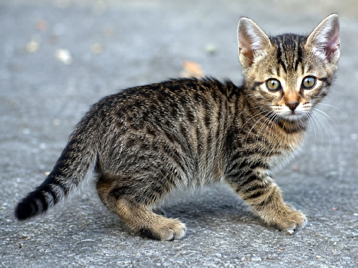 「小さな猛獣、現る!🐯 ドラゴンリー(チャイニーズリーフア)の子猫ちゃん。この野生味のある模様、たまらない。 #子猫 #キジトラ #ドラゴンリー #チャイニーズリーフア」Ultra-realistic high-quality photograph of a Brown Mackerel Tabby Dragon Li (Chinese Li Hua) kitten. The kitten has detailed, dense mackerel tabby patterns in its coat and is staring directly at the camera with greenish-yellow eyes. It stands in an alert pose on slightly textured asphalt pavement, against a softly blurred outdoor background. ブラウンマッカレルタビー(茶色のキジトラ)のドラゴンリー(チャイニーズリーフア)の子猫。細かく密なマッカレルタビー(キジトラ)模様の被毛を持ち、緑がかった黄色い瞳でカメラをまっすぐ見つめている。少しザラッとしたアスファルト舗装の地面に立ち、背中を丸めたポーズ。背景はぼかされており、屋外の雰囲気