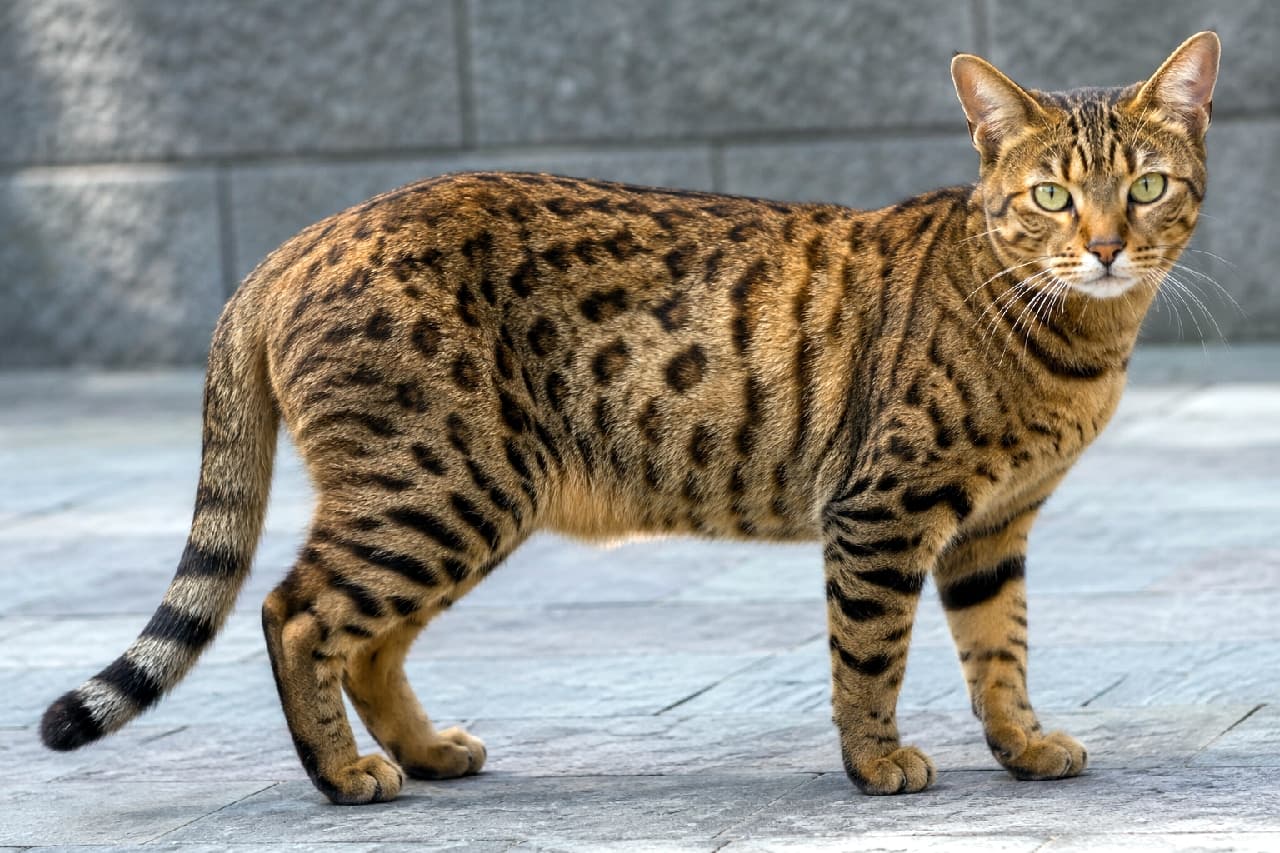 「このしなやかな筋肉と完璧なヒョウ柄!🐆 野生を忘れないチートーの成猫のクールな視線に痺れます✨ #チートー #大型猫 #ヒョウ柄 #美猫 #猫好きさんと繋がりたい」Ultra-realistic high-quality photograph of a large Brown Spotted Tabby Cheetoh adult cat standing on outdoor grey cobblestones. It boasts a muscular build, highly contrasted leopard spots, a thick tail, and intelligent green eyes looking directly at the viewer, with natural light highlighting its physical strength. 外のグレーの石畳の上に佇む、大きく筋肉質なブラウンスポッテッドタビーのチートーの成猫。コントラストの強い見事なヒョウ柄(ロゼット)の被毛と、力強い太い尻尾、そして知的で鋭い緑色の瞳でこちらを見つめています。自然光が筋肉のしなやかな陰影を美しく浮かび上がらせるワイルドな一枚