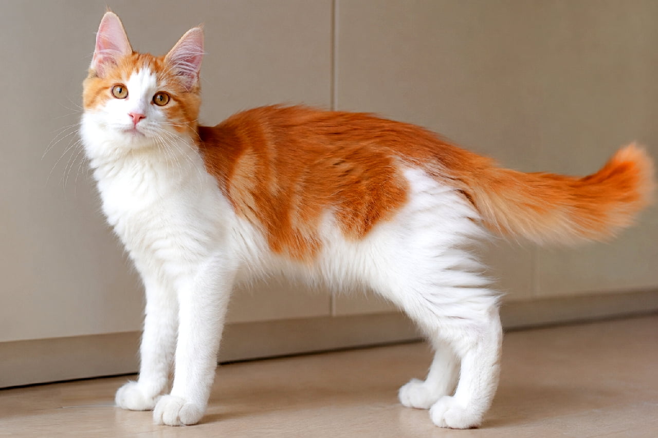 「このモフモフしっぽ、たまらないっ!🧡 アフロディーテジャイアントの子猫の凛とした姿にキュン✨ #子猫 #アフロディーテジャイアント #長毛猫 #美猫 #猫好きさんと繋がりたい」Ultra-realistic high-quality photograph of a large White and Red Bicolor Aphrodite Giant kitten. It features a long, fluffy tail and striking amber eyes, standing alertly with its head slightly raised against a light beige wall and floor, beautifully illuminated by soft natural light. 豊かな飾り毛と長くふさふさした尻尾を持つ、レッド&ホワイト(白とオレンジ)のバイカラーのアフロディーテジャイアントの子猫。透き通るようなアンバーの瞳で少し上を向き、明るいベージュの壁と床を背景に凛々しく立っています。柔らかな自然光が被毛のツヤとボリューム感を引き立てる美しい構図