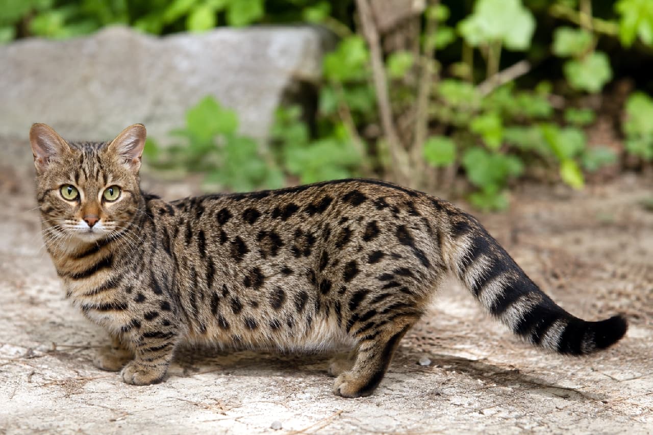 「このワイルドなヒョウ柄ボディに短足のギャップ!🐆🌿 大人のジェネッタの魅力からもう抜け出せません✨ #ジェネッタ #スポッテッドタビー #猫好きさんと繋がりたい #短足猫」Ultra-realistic high-quality photograph of an adult short-legged Brown Spotted Tabby Genetta cat standing outdoors on dirt and grass. It boasts a stunning leopard-patterned coat, short sturdy legs, and a thick tail. The blurred background with green plants and rocks perfectly frames this blend of wild beauty and adorable shortness. 屋外の土と草地の上に佇む、成猫の短足ブラウンスポッテッドタビー(斑点模様)のジェネッタ。見事なコントラストを描く野生的なヒョウ柄の被毛と、短く力強い脚、そして太く立派なしっぽが目を引きます。背景には緑の植物と岩が自然なトーンでぼかして配置されており、まるで小さな野生ネコ科動物のような野性味と、短足の愛らしさが同居する魅力的な一枚