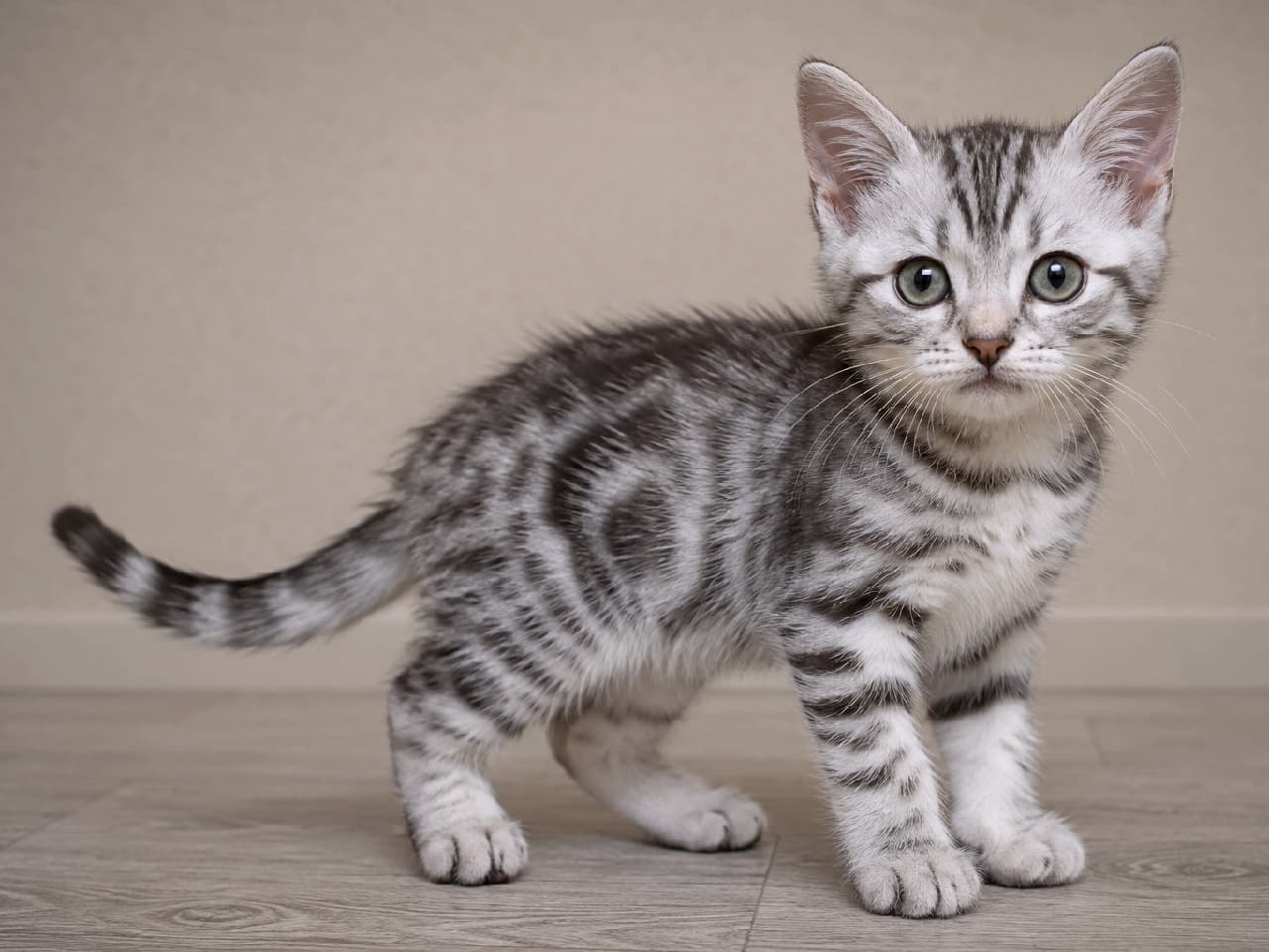 「好奇心いっぱいの瞳にキュン💘 シルバータビーのヨーロピアンショートヘアの子猫ちゃん。この鮮明な模様、最高でしょ?🐾 #子猫 #シルバータビー #猫のいる暮らし」Ultra-realistic high-quality photograph of a Silver Tabby European Shorthair kitten. The kitten has distinctive, detailed classic tabby swirl patterns in its coat and is staring directly at the camera with clear blue-green eyes. It is standing in an alert pose on a clean wood-grain floor against a simple, bright, plain wall background. シルバータビー(銀灰色のキジトラ)のヨーロピアンショートヘアの子猫。非常に鮮明で詳細な涡巻き模様(クラシックタビー)の被毛を持ち、青みがかった緑の瞳でカメラをまっすぐに見つめている。清潔な木目調の床に立ち、背中を少し丸めた好奇心旺盛なポーズ。背景はシンプルで明るい無地の壁