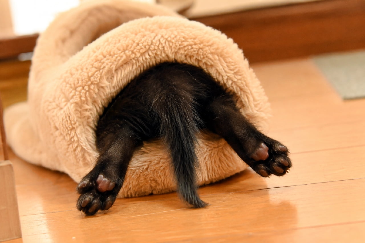 「頭隠して尻隠さずニャ🤣モコモコのおしりと肉球がたまらない! #黒猫 #子猫のいる暮らし #すきま猫」Ultra-realistic high-quality photograph of a black cat diving headfirst into a fuzzy beige slipper, leaving only its tail and hind paws visible. The glossy black fur and cute paw pads are captured in detail against a warm wooden floor, creating a humorous scene. ベージュ色のモコモコとした室内用スリッパに頭から勢いよく突っ込み、真っ黒な尻尾と後ろ足だけを外に出している黒猫。肉球の愛らしいディテールや、光沢のある黒い被毛の質感が、温かみのあるフローリングの床とともに詳細かつユーモラスに捉えられています