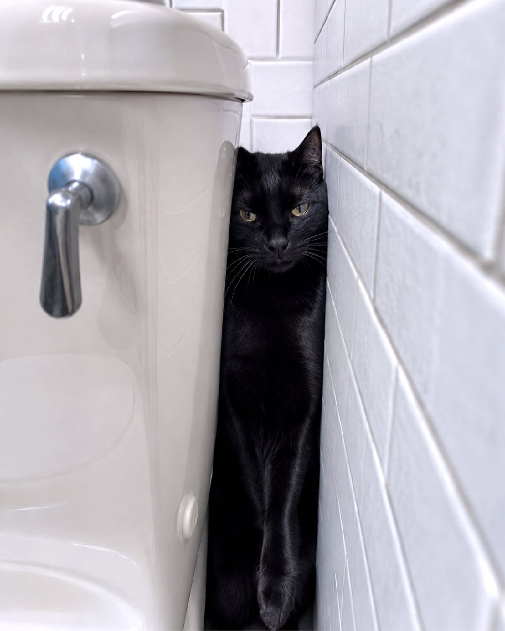 「脅威のシンデレラフィット!!🐈⬛😂そこ、そんなに居心地いいの…?前足ピシッてしてるのがツボすぎる💯 #黒猫 #猫のいる生活 #すきま猫」Ultra-realistic high-quality photograph of a black cat perfectly squeezed vertically between a white toilet tank and a white tiled wall. The cat's glossy black fur and slightly unamused yellow eyes stand out against the stark white background, emphasizing its flexibility and surreal pose. 白いトイレのタンクと白いタイル張りの壁という極端に狭い垂直の隙間に、みっちりと収まって直立している黒猫。艶やかな漆黒の被毛と、少しジト目気味の黄色い瞳がシュールさを強調しています。前足を下でピシッと揃えたポーズと無機質な白い背景が、猫の柔軟性と黒さを際立たせています