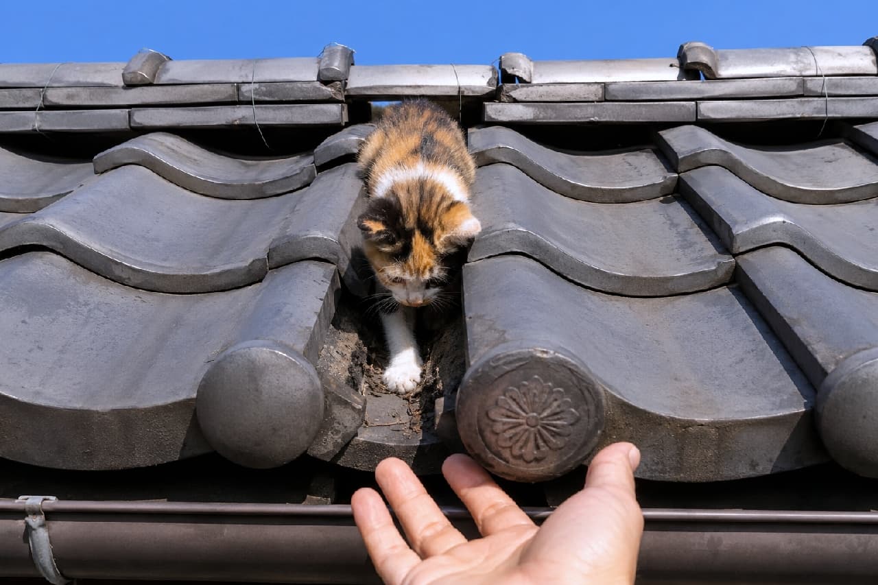 「「おいで、もう大丈夫だよ」🤝屋根の上で迷子になった小さな三毛猫ちゃん、無事に救出の瞬間です🏠✨ #三毛猫 #子猫救出 #子猫 #猫のいる生活 #すきま猫」Ultra-realistic high-quality photograph of a calico kitten trying to climb down the groove of a traditional black Japanese tile roof against a clear blue sky. A human hand reaches out gently from below, and the kitten, though hesitant, extends its white paw towards it. A touching scene capturing a heartwarming rescue moment and the intricate textures of the roof tiles. 雲一つない澄み切った青空を背景に、伝統的な日本の黒い瓦屋根の溝から降りようとしている三毛猫の子猫。下からは人間の手が優しく差し伸べられており、子猫は少し怖がりながらも、その手に向かって白い前足を伸ばそうとしています。人と動物の温かいドラマと、瓦屋根の質感が見事に調和した感動的な一枚