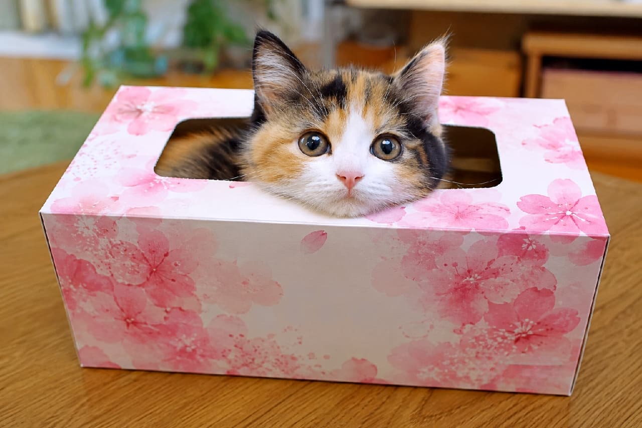 「春爛漫🌸桜の箱がお気に入りニャ🐈💕あご乗せポーズで見つめられたら、もう何もできません…! #三毛猫 #子猫のいる生活 #子猫のいる暮らし #すきま猫」Ultra-realistic high-quality photograph of an adorable calico kitten resting its chin on the edge of a pink cherry blossom patterned tissue box. The kitten features large dark eyes and beautiful black, orange, and white fur, set against a softly lit room background. 華やかなピンクの桜柄ティッシュボックスの中にすっぽりと収まり、箱の縁にちょこんとあごを乗せてくつろぐ三毛猫の子猫。黒目がちな大きな瞳と、くっきりとした黒・茶・白の美しい三毛模様が、背景の柔らかな光の中で引き立っています
