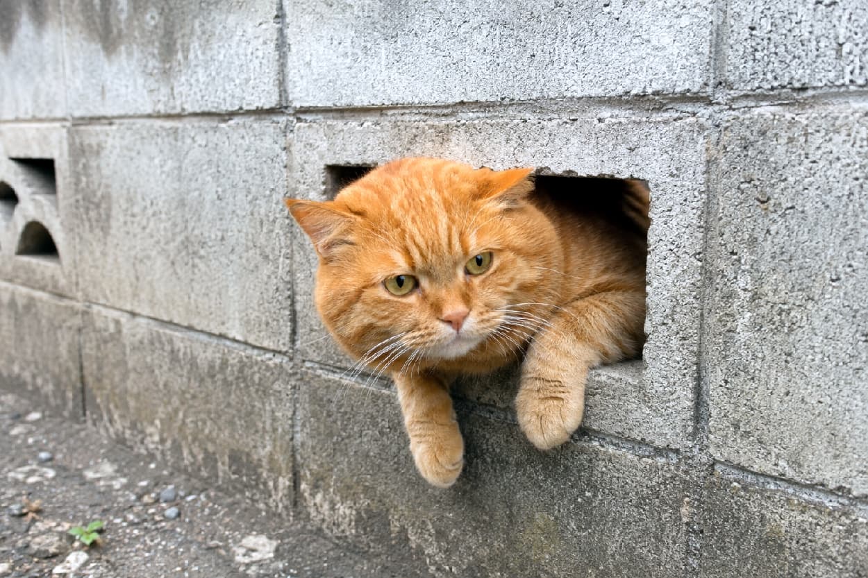 「「んしょっ、んしょっ…ちょっと狭いニャ🐾」むっちりボディと少し困ったお顔が愛おしすぎる😂 #茶トラ #街角の猫 #すきま猫」Ultra-realistic high-quality photograph of a chubby ginger tabby cat squeezing its head and paws through a rectangular hole in a grey concrete block wall. The cat's slightly grumpy expression and soft fluffy orange fur create a striking contrast with the hard, cold texture of the wall. 無機質なグレーのコンクリートブロック塀に空いた四角い穴から、体をギュッと丸めて顔と前足を押し出しているふっくらとした茶トラ猫。少し不満げで力強い眼差しと、むっちりとしたオレンジ色の被毛が、硬い壁の質感と絶妙なギャップを生んでいます