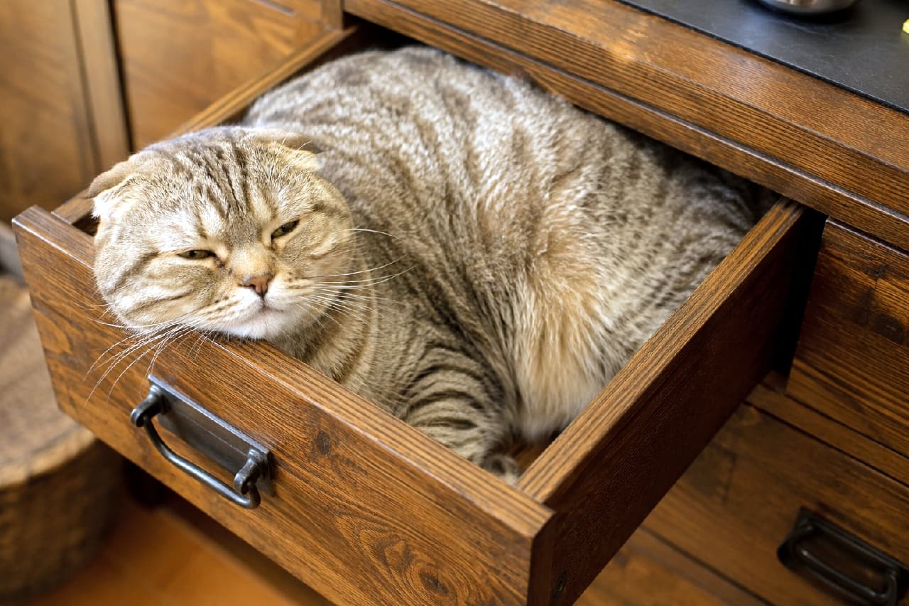 「引き出しを開けたら、みっちり幸せが詰まってました🐱💤ジャストサイズ感がたまらん! #スコティッシュフォールド #子猫のいる暮らし #すきま猫」Ultra-realistic high-quality photograph of a chubby brown tabby Scottish Fold cat relaxing tightly packed inside an antique wooden drawer. Its folded ears, round face, and sleepy expression convey a deep sense of comfort in the narrow space. アンティーク調の重厚な木製引き出しの中に、みっちりと体を丸めて収まりくつろぐキジトラ柄のスコティッシュフォールド。特徴的な折れ耳とふっくらとした丸い顔で、目を細めて眠たそうにしている表情が、狭い場所ならではの安心感を物語っています