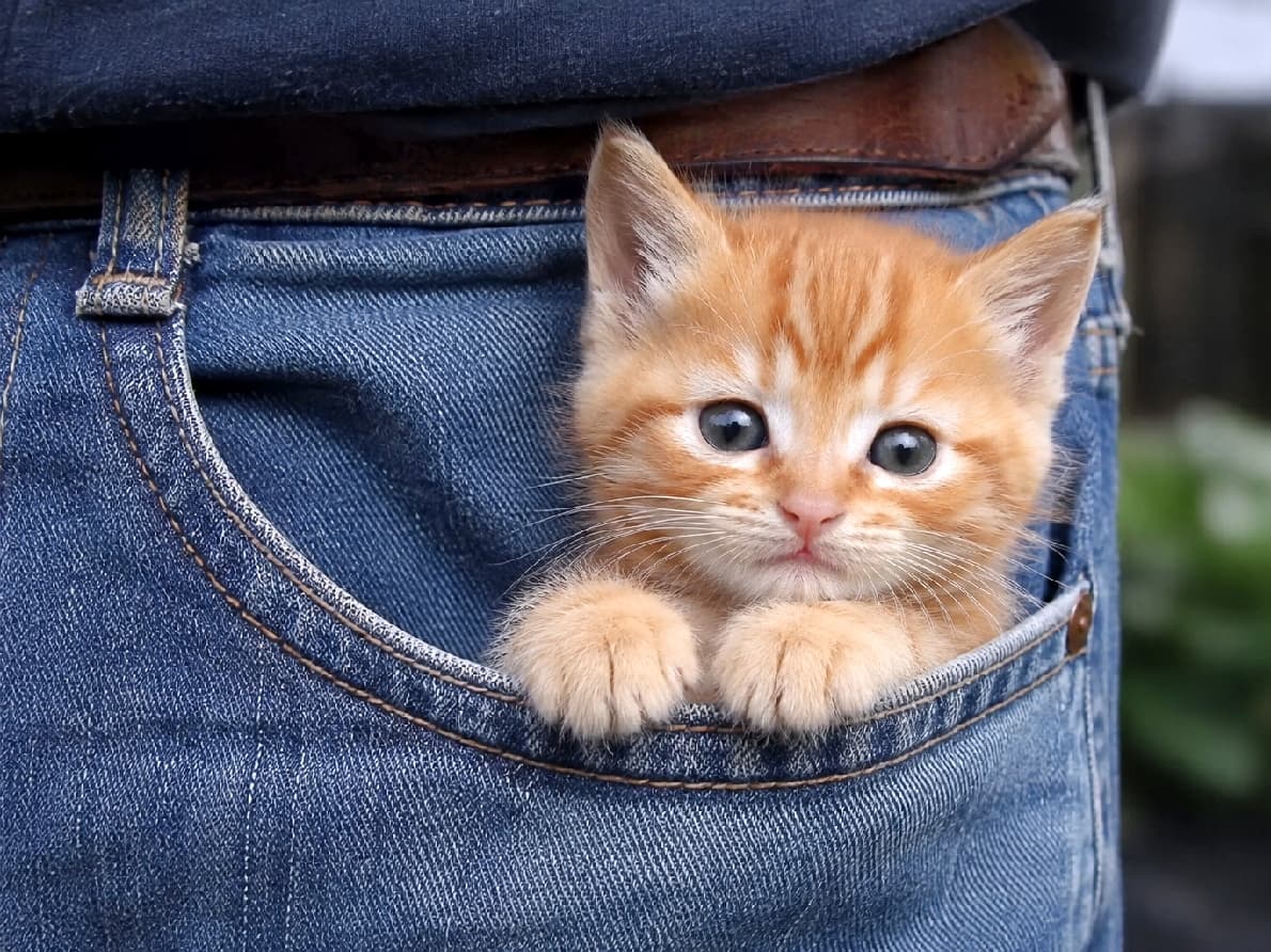 「「ぼくも連れてって!」って言ってるみたい🎒🐈ポケットの中でしっかりおてて揃えてるの、お利口さんすぎます💯 #お出かけ猫 #茶トラ #子猫 #猫のいる生活 #すきま猫」Ultra-realistic high-quality photograph of a cute ginger kitten peeking out confidently from a faded blue denim pocket. With its ears perked up, it rests both paws firmly on the pocket edge, staring directly at the camera with dark, expressive eyes. The detailed denim stitching and muted background emphasize the kitten's vibrant fur color and lively presence. 色落ちしたブルーデニムのポケットから、ピンと立った耳と少し凛々しい表情で顔を出す茶トラの子猫。ポケットの縁にしっかりと両方の前足を乗せ、ダークカラーの瞳で真っ直ぐにカメラを見つめています。デニムのステッチの質感や、背後の少しボケた落ち着いたトーンが、子猫の鮮やかな毛色と力強い生命力を際立たせています