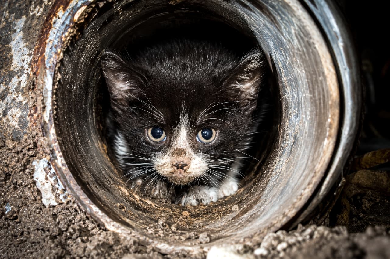 「泥んこになりながら大冒険してきたニャ🐾🥺そのウルウルのお目目で見つめられたら抱きしめるしかない! #ハチワレ #保護猫」Ultra-realistic high-quality photograph of a small black and white tuxedo kitten looking out from inside a rusty metal pipe. The kitten has mud on its nose and paws, and its large, expressive eyes convey a mix of fear and curiosity, creating a deeply emotional and gritty scene. 錆びた太い金属製のパイプの奥から、不安げでありながらも好奇心に満ちた大きな瞳でこちらを見つめる黒白のハチワレ子猫。鼻先や前足の白い毛に泥んこがついており、過酷な外の世界で懸命に生きる小さな命のドラマを感じさせる、ダークで写実的な雰囲気の一枚