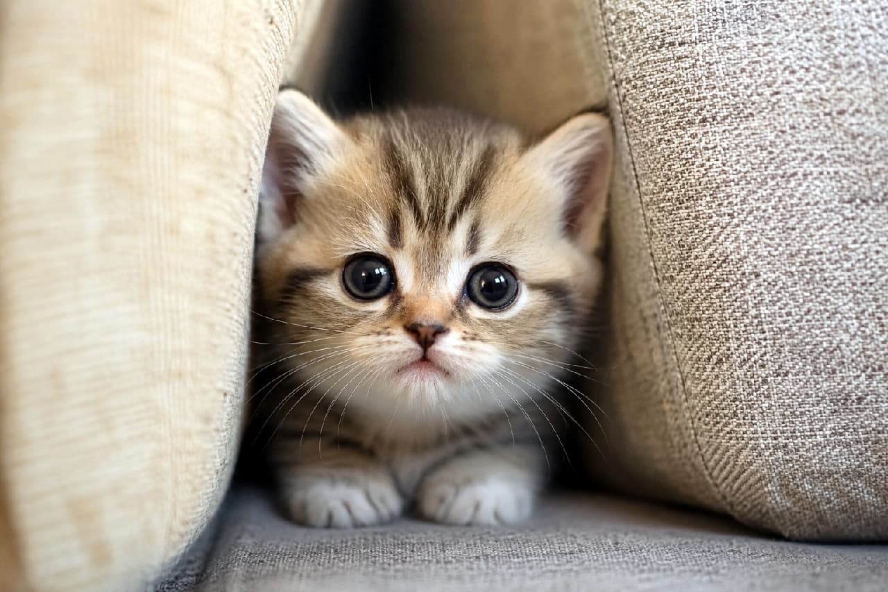 「ここ、ぴったりサイズで落ち着くニャ〜🐱💤すきまに挟まる究極の癒やしをお届け✨ #マンチカン #すきま猫 #猫のいる暮らし」Ultra-realistic high-quality photograph of a Munchkin tabby kitten snugly tucked between beige cushions. The kitten has its front paws neatly folded and is looking up with large, innocent round eyes. The soft shadows of the cushions emphasize a sense of security and cuteness. ベージュのクッションの隙間に、香箱座りのように前足をきゅっと畳んでぴったりと挟まっているキジトラ柄のマンチカンの子猫。まん丸の大きな瞳でじっとこちらを見上げるあどけない表情と、クッションの柔らかな影が、安心感と可愛らしさを強調