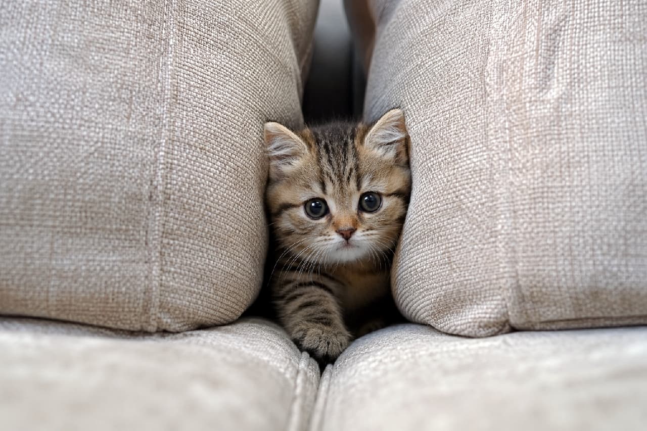 「「あそぶ?」って声が聞こえてきそう🥺短いおててがたまらなく可愛い💕 #マンチカン #子猫のいる暮らし #すきま猫」Ultra-realistic high-quality photograph of a Munchkin tabby kitten peeking out from the narrow gap between two beige fabric cushions. The kitten has large, round, curious eyes and is reaching one short cute paw forward, with the soft texture of the cushions enhancing the cozy feel. ベージュのファブリッククッションの狭い隙間から、顔と短い前足をちょこんと出してこちらを覗き込むキジトラ柄のマンチカンの子猫。丸くて大きな黒目がちな瞳と、好奇心旺盛な表情が愛らしく、ふんわりとした布地の質感が猫の柔らかさを引き立てています