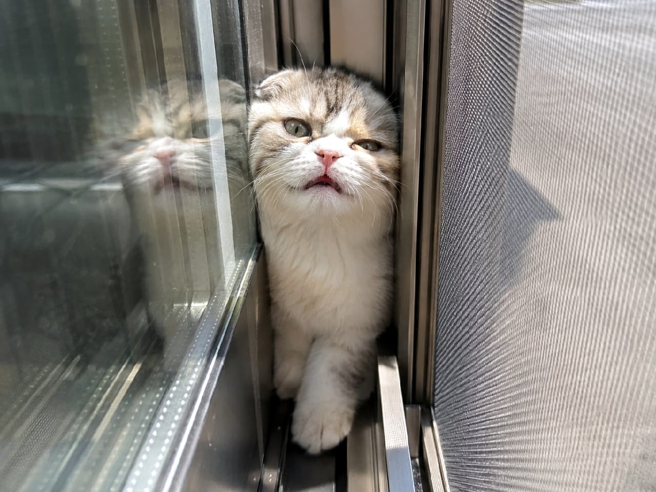 「自分で入ったのに「どうしてこうなった…」って顔してる😂網戸と窓の間の謎の密着感がたまらん💦 #スコティッシュフォールド #猫のいる生活 #すきま猫」Ultra-realistic high-quality photograph of a Scottish Fold tabby and white cat hilariously stuck in the narrow gap between a glass window and a screen door. The cat's squished face against the glass and its perfectly grumpy, bewildered expression create a surreal and humorous scene, illuminated by bright daylight. 窓ガラスと網戸の間の非常に狭いサッシの隙間に挟まり、身動きが取れなくなったような状態のスコティッシュフォールド。キジ白模様の被毛がガラスに押し付けられ、折れ耳と相まって見事な「困り顔」を浮かべています。ガラスに反射する猫の顔と、明るい屋外の光が、シュールでユーモラスな状況を鮮明に映し出しています