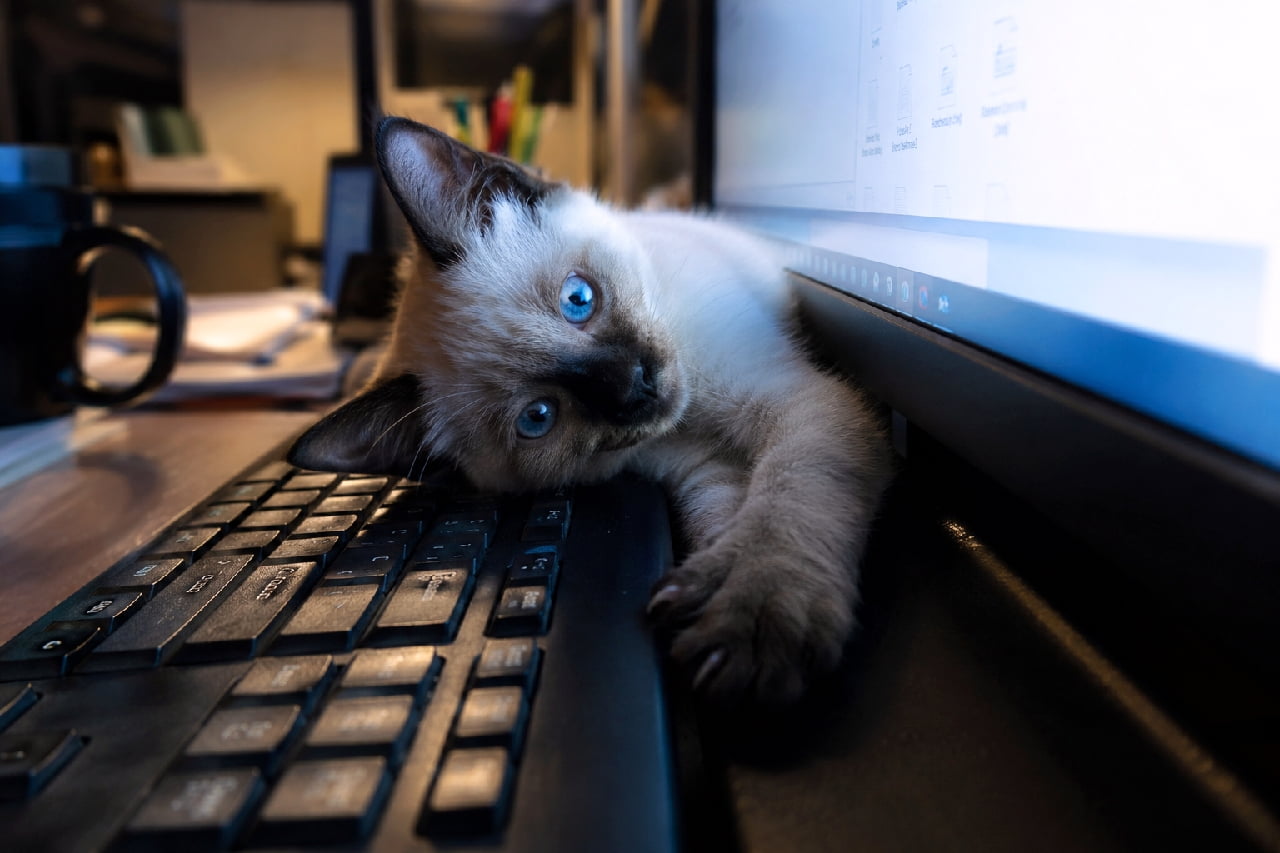 「お仕事中ごめんニャ💻💙キーボードのすきまから見つめる青い瞳に、作業の手が完全に止まっちゃう! #シャム猫 #テレワーク猫 #すきま猫」Ultra-realistic high-quality photograph of a Siamese seal point kitten laying in the narrow gap between a black computer keyboard and a glowing monitor on a messy desk. The screen's blue light dramatically illuminates its striking sapphire blue eyes and soft fur. The kitten is reaching one paw out to touch the keys while tilting its head toward the camera, beautifully captured with cinematic office lighting. 薄暗く散らかったデスクの上、黒いキーボードと青白く光るモニターの狭い隙間に仰向けで入り込むシャム猫(シールポイント)の子猫。モニターから放たれる光が、シャム猫特有のサファイアブルーの美しい瞳と柔らかな被毛をドラマチックに照らし出しています。片方の前足をキーボードにそっと伸ばし、首を可愛らしく傾けてこちらを見つめるポーズが、シネマティックなオフィスの雰囲気の中で写実的に描かれています