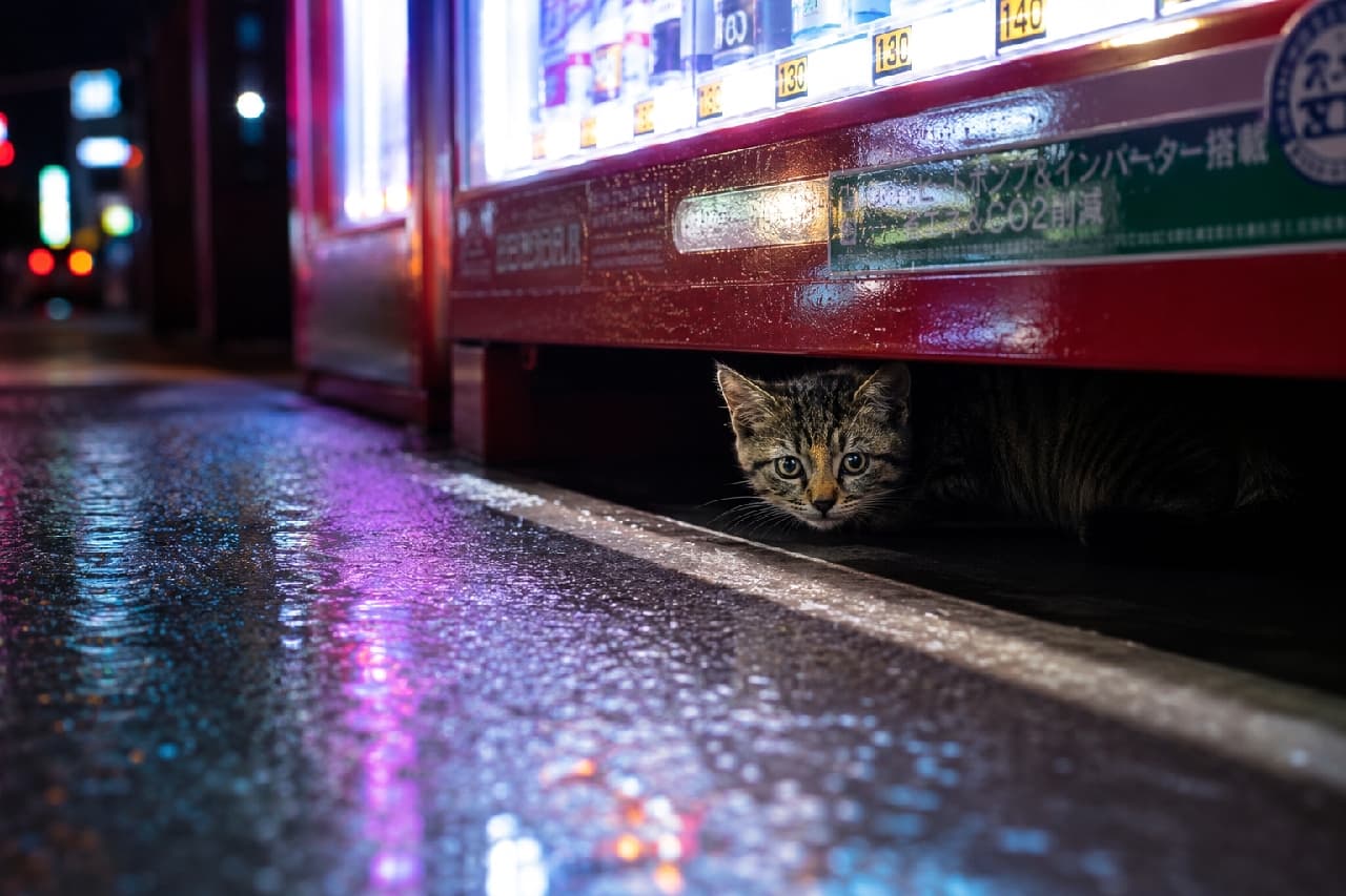 「雨上がりのネオン街、秘密の隠れ家で雨宿り☔️🐾ちょっとドキドキしてるお顔がたまらない! #キジトラ #街角の猫 #すきま猫」Ultra-realistic high-quality photograph of a tabby kitten hiding in the narrow gap under a glowing red vending machine at night. The wet asphalt vividly reflects pink and blue neon lights, contrasting beautifully with the kitten's glowing eyes and cautious expression. 雨上がりの夜の街角、赤々と光る自動販売機の下の狭い隙間に身を潜めるキジトラの子猫。濡れたアスファルトに反射するピンクやブルーの鮮やかなネオンサインと、警戒しつつもカメラを見つめる子猫の光る瞳が、ドラマチックなコントラストを生み出しています