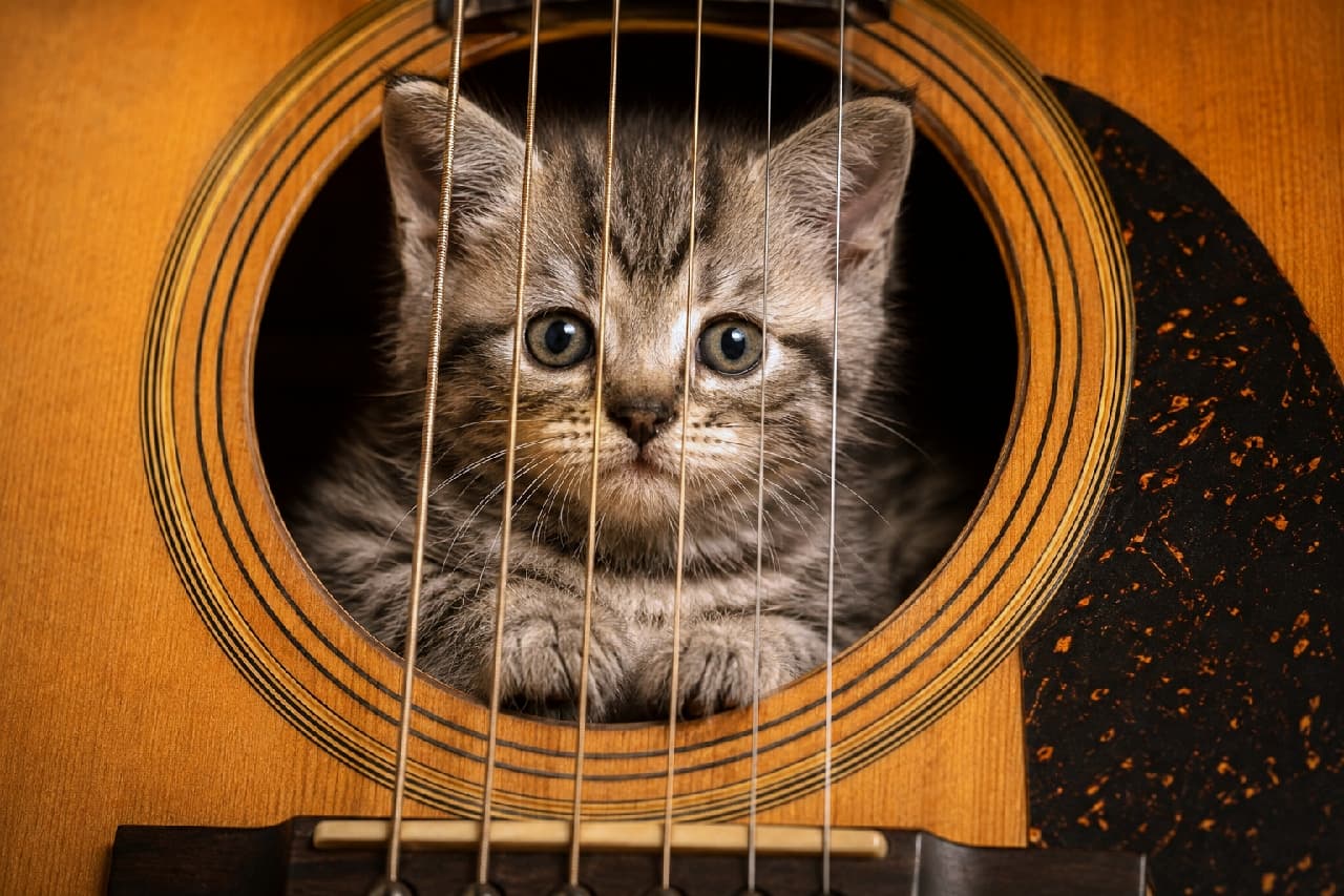「ギターの中から可愛いアーティストがデビュー!?🎸🐾弾けないけど癒やし効果はミリオンヒット級です🏆✨ #キジトラ #すきま猫」Ultra-realistic high-quality photograph of a tabby kitten looking out through the sound hole and strings of an acoustic guitar. The kitten features beautiful dark stripes and large round olive eyes, perfectly framed by the warm wood textures and soft, nostalgic lighting. アコースティックギターのサウンドホールの中から、弦越しにこちらを見つめるキジトラ柄の子猫。アメリカンショートヘア風の美しい縞模様と、大きくて丸いオリーブ色の瞳が印象的です。木の温もりを感じるギターの質感と、柔らかな暖色系の光が、ノスタルジックで芸術的な雰囲気を醸し出しています