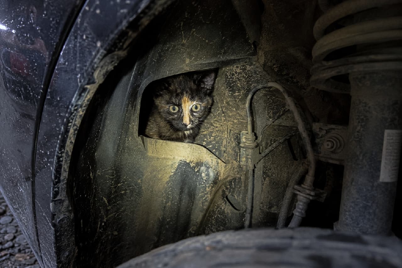 「ドライブ前は必ず確認を!🚗🐾こんな小さな隙間にも隠れているかも。みんなで #猫バンバン しようニャ🙏 #サビ猫 #保護猫」Ultra-realistic high-quality photograph of a tortoiseshell kitten hiding deep inside a dirty, dark car wheel well. Illuminated by a flashlight, the kitten has wide, surprised eyes, highlighting the vulnerability of a small life amidst the cold, mechanical suspension parts. 薄暗い車のタイヤハウス(ホイールハウス)の泥で汚れた奥の隙間に身を潜め、ライトに照らされて驚いたように目を見開くサビ猫(べっ甲柄)の子猫。金属やサスペンションの冷たくメカニカルな質感の中で、小さな命の儚さと緊張感がリアルに伝わる一枚