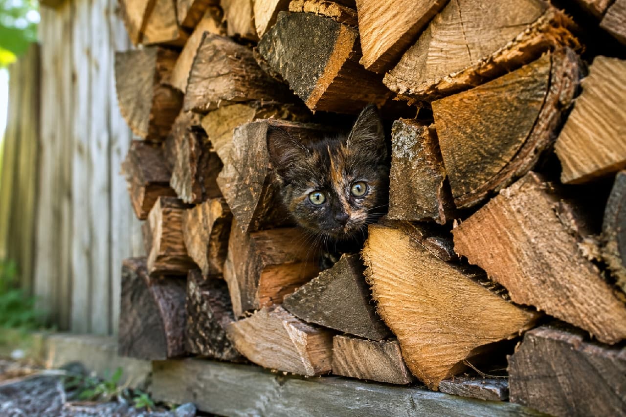 「薪のすきまから「みーつけた!」👀🍂サビ猫ちゃんの完璧なカモフラージュ、自然の秘密基地ってワクワクするニャ⛺️✨ #サビ猫 #アウトドアと猫」Ultra-realistic high-quality photograph of a cute tortoiseshell kitten peeking its head out from a narrow gap between tightly stacked pieces of firewood. The rustic backyard setting is bathed in warm late afternoon sunlight, which beautifully highlights the kitten's curious eyes and the highly detailed wood textures that blend perfectly with its fur. ラスティックな裏庭に美しく積み上げられた薪の隙間から、ひょっこりと顔を出すサビ猫(べっ甲柄)の子猫。黒とオレンジが複雑に混ざり合った被毛が木のテクスチャに見事にカモフラージュしています。暖かな午後の木漏れ日が、子猫の好奇心に満ちた丸く大きな瞳をキラキラと輝かせており、自然と調和した穏やかな情景が描かれています