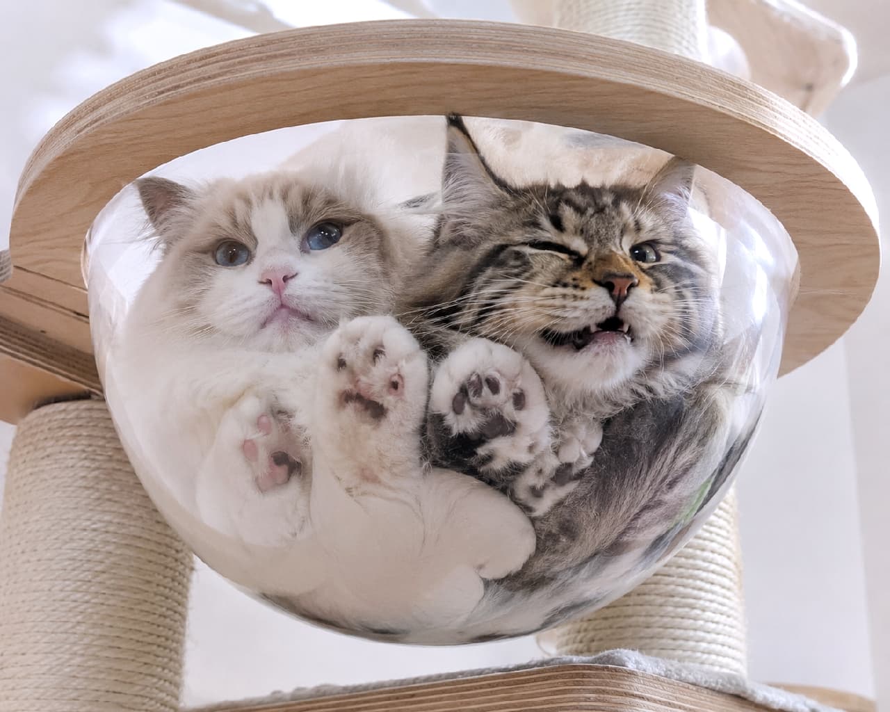 「透明ボウルにみっちり詰まったモフモフ猫2丁上がり🥣🐾裏側から見る肉球とお腹が最高の癒やしニャン💖 #ラグドール #メインクーン #すきま猫」Ultra-realistic high-quality photograph of two fluffy cats, a Ragdoll and a Maine Coon tabby, squished tightly together inside a clear acrylic cat tree dome. Their soft bellies and adorable paw pads are pressed against the transparent material in a bright, clean indoor setting. キャットタワーの透明なアクリルボウルに、2匹ぎゅっと密着して収まる長毛猫たち。左はサファイアブルーの瞳を持つラグドール、右はウインクしながら眠るメインクーン風のキジトラ猫。アクリル越しに押し付けられたモフモフのお腹や、ピンクとあずき色の肉球がたまらなく愛らしい、明るく清潔感のある情景