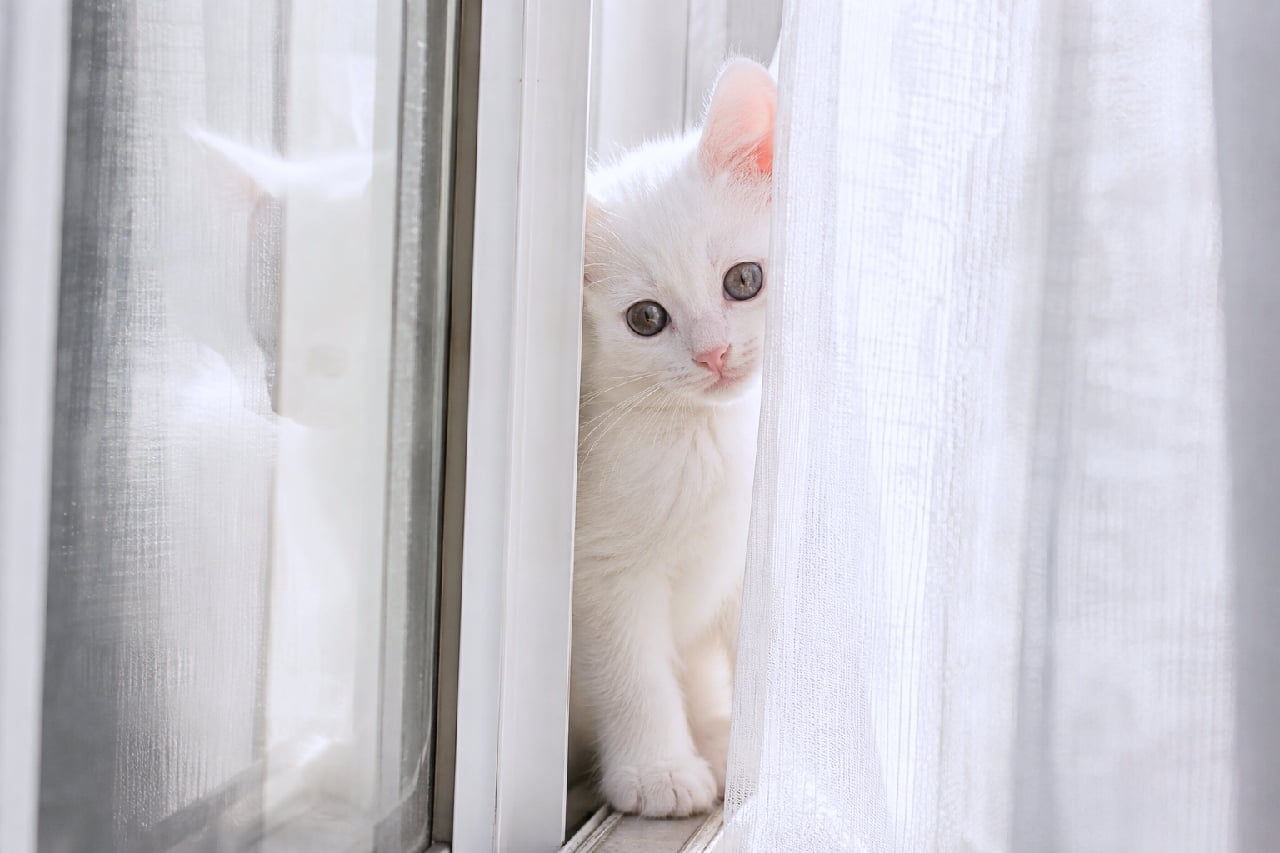 「カーテン越しの天使みっけ🤍光に透ける真っ白な毛並みが尊すぎる…🥺 #白猫 #窓辺の猫 #子猫のいる暮らし #すきま猫」Ultra-realistic high-quality photograph of a pure white kitten squeezed between a window frame and a sheer white curtain. The kitten's translucent blue-grey eyes and pink nose are beautifully illuminated by bright, soft natural light streaming through the window. 窓のアルミサッシと白いレースカーテンの狭い隙間にすっぽりと収まり、こちらを見つめる純白の子猫。透明感のあるブルーグレーの瞳と淡いピンクのお鼻が愛らしく、窓からの明るい自然光が白猫の神々しさと被毛の柔らかさを際立たせています