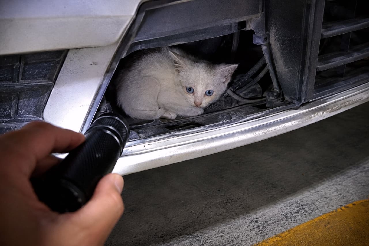 「バンパーの奥で震えていた小さな天使👼🔦見つけてもらえて本当に良かったね🥺みんなも乗る前は #猫バンバン してニャ🚗🐾」Ultra-realistic high-quality photograph of a tiny white kitten with striking blue eyes curled up in the tight, dusty space inside a car's front bumper. A concerned human hand holds a flashlight, casting a dramatic beam of light that illuminates the kitten's frightened yet hopeful expression against the dark concrete parking lot background. 薄暗いコンクリートの駐車場で、車のフロントバンパー奥の埃っぽく狭い隙間に丸まって震える純白の子猫。人間が差し向けた懐中電灯のドラマチックな光が、子猫の怯えつつも希望に満ちたサファイアブルーの瞳と、汚れのない白い被毛を鮮明に照らし出しています。小さな命を救い出そうとする緊迫感と温かい手が印象的な、写実的でストーリー性の高い一枚
