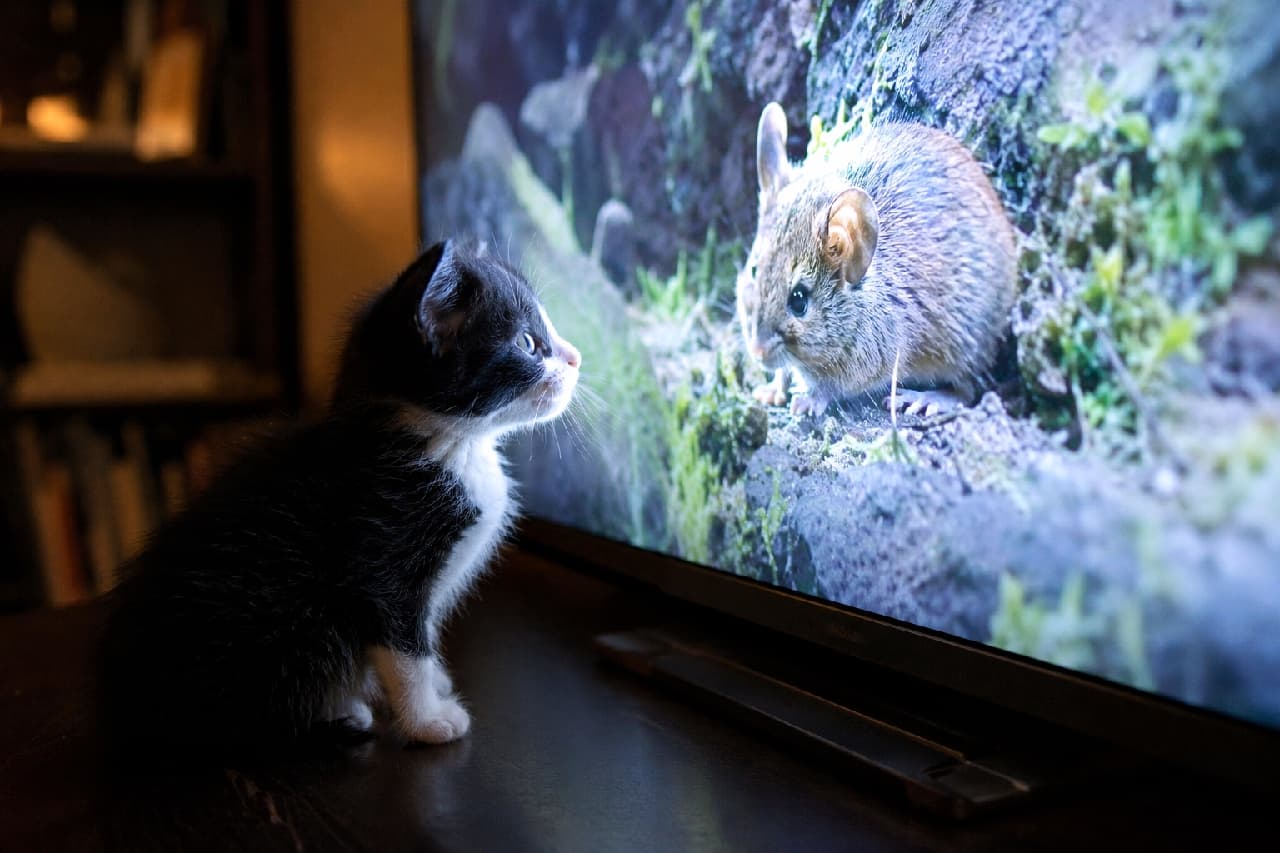 「「捕まえられるかニャ…？🐾📺」ネズミさんにロックオン完了！😼 画面に釘付けな横顔がたまらなくキュートですよね💖 #子猫 #ハンターモード #好奇心旺盛 #ハチワレ #テレビっ子 #猫のいる暮らし」Ultra-realistic high-quality close-up photograph of a black and white kitten sitting on a dark wooden surface, looking up with immense curiosity at a screen showing a detailed image of a mouse, with the screen light reflecting in its wide eyes. ダークブラウンの家具の上にちょこんと座り、目の前のディスプレイに映るリアルなネズミの映像を至近距離で凝視する白黒のハチワレの子猫。画面の明るい光が子猫の好奇心に満ちた大きな瞳に反射し、今にも飛びかかりそうな緊張感と可愛らしさが同居する一枚