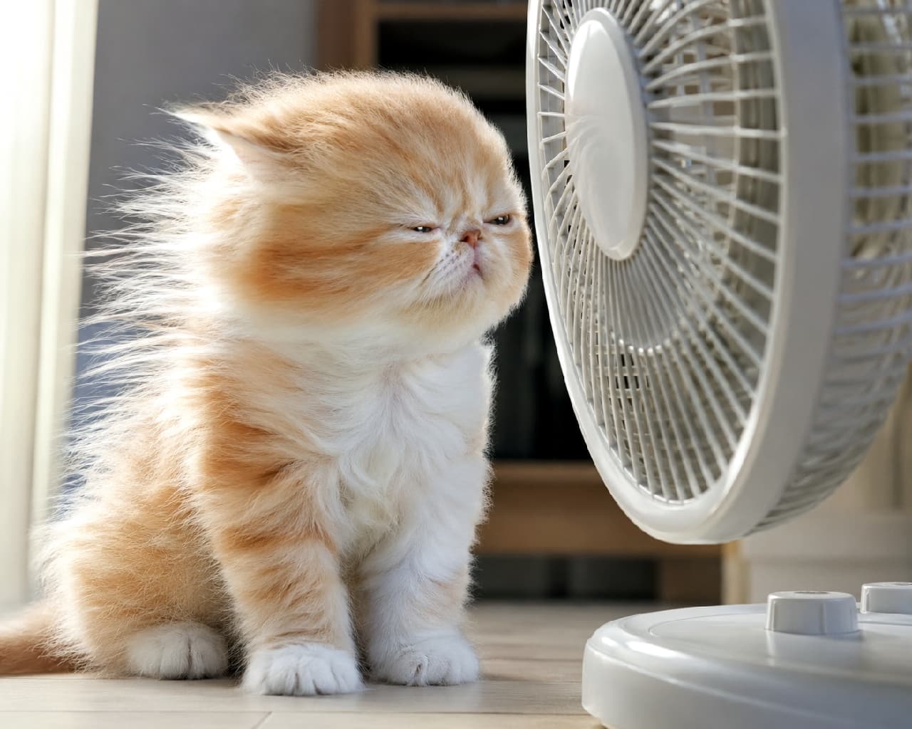「「風つよいニャ…ッ！🌬️😖」初めての扇風機に真正面から立ち向かう茶白ちゃん🐾 フワフワの毛が吹き飛ぶ姿が愛おしすぎます💕 #子猫 #扇風機 #夏の風物詩」Ultra-realistic high-quality photograph of a fluffy orange and white Exotic Shorthair kitten sitting in front of a white electric fan, with its fur blown back dramatically by the wind, squinting its eyes in a bright, sunlit room. 室内で白い扇風機の前に座る、エキゾチックショートヘアの子猫。扇風機の強風を真正面から浴びてフワフワの被毛が後ろに大きく吹き飛ばされ、目を細めながら必死に風に耐えるようなコミカルな表情をしています。窓からの明るい自然光が被毛を温かく照らしています
