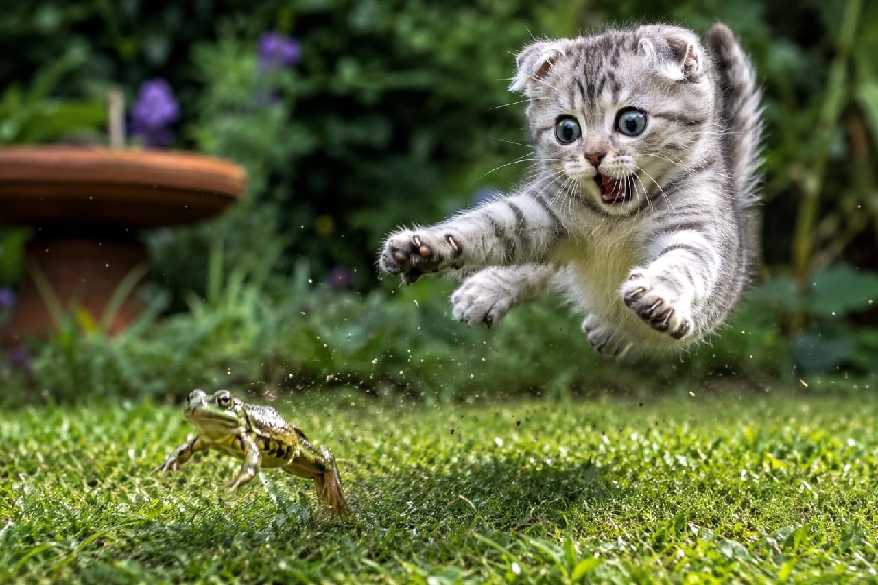 「「まてまて〜っ！ピョコピョコ動くニャ！！🐸💨」カエルさんの大ジャンプに負けじとダイブするキンカローちゃん🐾 お口あんぐりの必死なお顔が最高😂 #キンカロー #躍動感 #お庭遊び #猫好きさんと繋がりたい #猫のいる暮らし」Ultra-realistic high-quality photograph of a playful Kinkalow kitten leaping high in the air to catch a jumping frog on a green grassy lawn, with dirt flying and a hilariously excited expression on its face. 緑豊かな庭の芝生の上で、跳躍するカエルを追いかけて空中に大きくダイブするキンカローの子猫。短い足と反り返った耳の愛らしい特徴を持ちながら、大きく口を開けて驚きと興奮が入り交じったコミカルな表情を見せ、舞い散る土しぶきが圧倒的な躍動感を演出