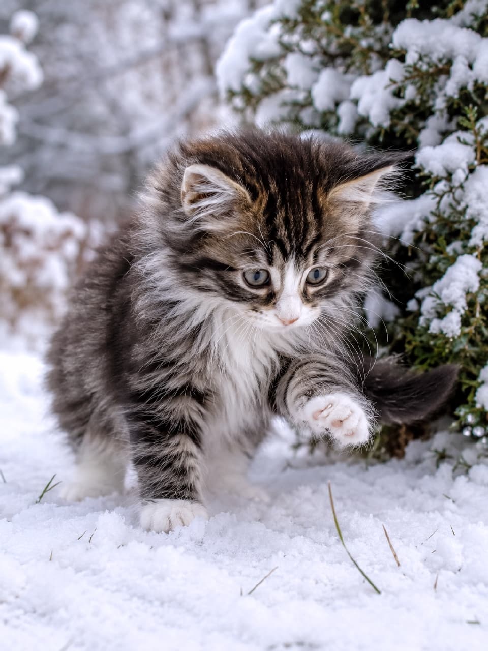 「「にゃ！冷たいっ！🐾❄️」初めての雪の感触にびっくりするキジ白ちゃん⛄️ 恐る恐る伸ばしたおててが可愛すぎてキュン死確定です😍🤍 #ノルウェージャンフォレストキャット #初めての雪 #冬の訪れ」Ultra-realistic high-quality photograph of a Norwegian Forest Cat kitten cautiously reaching its paw out to touch the fresh white snow, with snow-covered green bushes softly blurred in the winter background. 雪が積もった冬の庭先で、初めての雪に驚きながら右前足をそっと差し出すノルウェージャンフォレストキャット（タビー＆ホワイト）の子猫。フワフワの冬毛と真剣な表情、背景の雪化粧をした緑の茂みが、冷たくも美しい冬の情景を鮮やかに演出