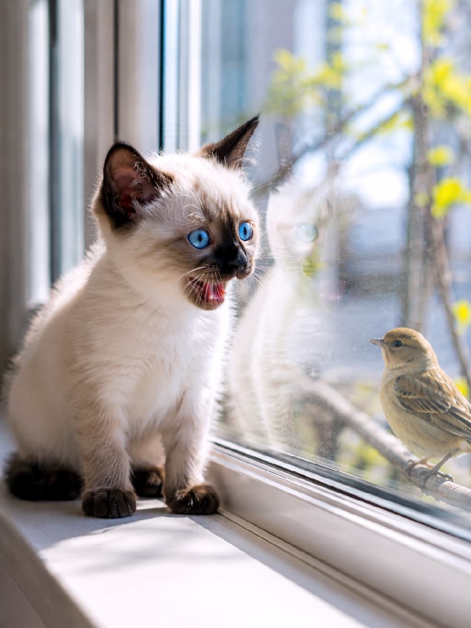 「「カカカッ！あのお肉おいしそうだニャ…🤤🐦」窓の外のお客さまにクラッキング炸裂中！🐈💬 ブルーの瞳がキラキラ輝いていて吸い込まれそう✨ #シャム猫 #クラッキング #窓辺の風景 #猫のいる暮らし」Ultra-realistic high-quality photograph of a cute Siamese kitten with striking blue eyes sitting on a bright white windowsill, opening its mouth to chatter playfully at a small brown bird perched on a branch just outside the glass pane. 陽の光が差し込む白い窓辺に座り、ガラス越しにすぐ外の枝にとまっている小さな茶色い鳥を見つめながら、「カカカッ」とクラッキングをするように口を大きく開けているシャム猫（シールポイント）の子猫。サファイアブルーの美しい瞳と、自然光が透けるヒゲが瑞々しい情景