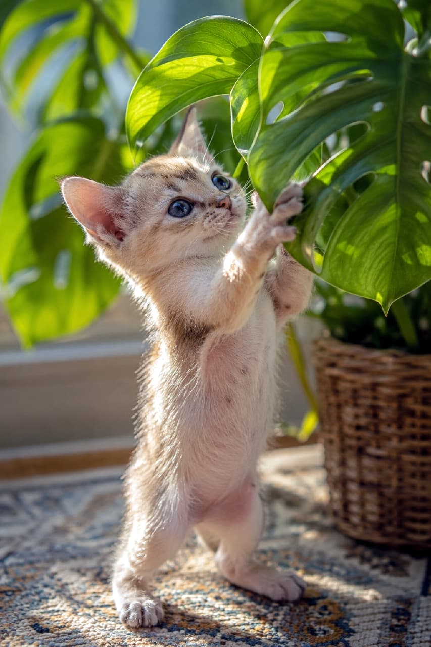 「「大きな葉っぱ！裏側はどうなってるニャ？🌿🐾」モンステラに夢中で立ち上がっちゃった子猫ちゃん🌱 一生懸命伸ばしたおててが可愛すぎます😍 #シンガプーラ #観葉植物 #猫の好奇心」Ultra-realistic high-quality photograph of a tiny 4-week-old Singapura kitten kitten standing on its hind legs, reaching up with its paws to touch a large green Monstera leaf, bathed in bright, natural indoor sunlight. 陽の当たる室内で、大きなモンステラの緑の葉に魅了され、後ろ足で立ち上がって短い両手を一生懸命に伸ばしている小さな生後4週のシンガプーラの子猫。差し込む自然光が透けるような大きな耳と、好奇心いっぱいの澄んだ青い瞳が生命力にあふれています