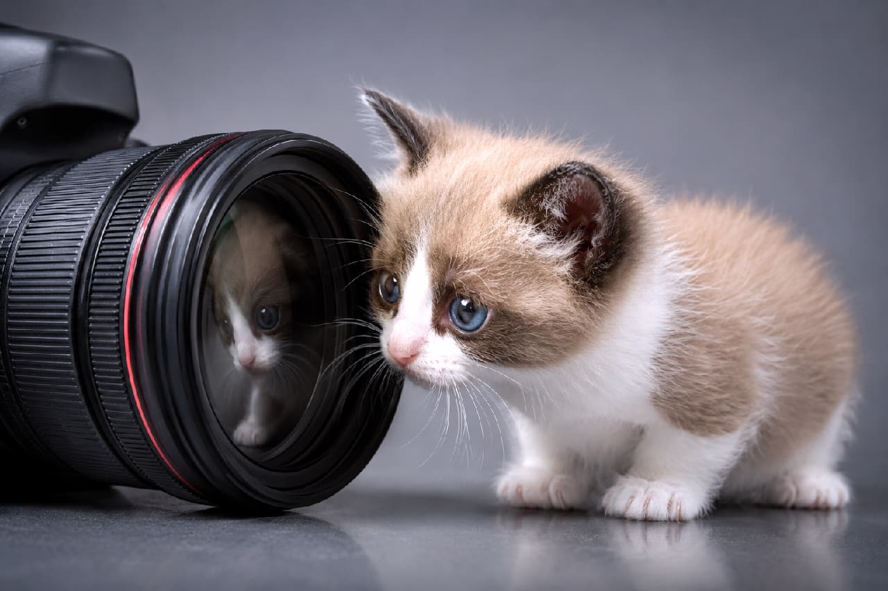 「「この丸い鏡の中に誰かいるニャ？👀📸」カメラのレンズに映る自分に興味津々なスノーシューちゃん🐾 吸い込まれそうな青い瞳にキュン💙 #スノーシュー #カメラ女子 #猫好きさんと繋がりたい #猫のいる暮らし」Ultra-realistic high-quality photograph of a curious Snowshoe kitten with striking blue eyes looking closely into a large black camera lens, with its adorable face reflecting clearly in the glass against a grey background. スタイリッシュなグレーの背景の中、巨大な一眼レフカメラの黒いレンズを不思議そうに至近距離で覗き込むスノーシューの子猫。特有の顔の逆V字型模様と白い足先、透き通るようなサファイアブルーの瞳が美しく、レンズのガラス面に反射した子猫の顔が非常に芸術的な一枚