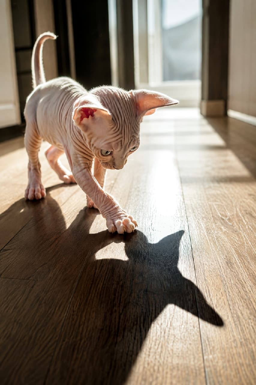 「「えいっ！黒いお友達、そこにいるニャ？🐾👤」自分の影と初めて遊ぶスフィンクスちゃん✨ 光に透けるお肌がとっても神秘的で美しいです🥺 #スフィンクス #猫の影 #神秘的り #猫のいる暮らし」Ultra-realistic high-quality photograph of a hairless Sphynx kitten reaching out to play with its own stark black shadow on a wooden floor, highlighting its beautiful wrinkled skin and elegant bone structure in strong, dramatic sunlight. 強い日差しが差し込むフローリングの上で、くっきりと伸びた自分自身の黒い影に向かって前足を伸ばすスフィンクスの子猫。被毛がないからこそ際立つ無数のシワや滑らかな肌の質感、ピンと張った尻尾、そして光と影の強いコントラストが非常に芸術的で神秘的な雰囲気を醸し出しています