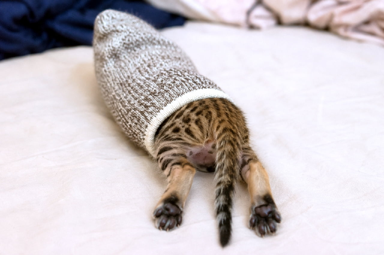 「靴下探検隊、行き止まりで身動きとれず！🐾🧦 スッポリきれいに収まっちゃったベンガル子猫の無防備な肉球に、思わずタッチしたくなりますね🥺✨ #ベンガル猫 #肉球 #靴下猫」Ultra-realistic high-quality photograph of a tiny 4-week-old Bengal kitten completely stuck inside a thick woolen sock on a bed, beautifully capturing its spotted hind legs, tiny black toe beans, and striped tail sticking out of the ankle opening. ベッドの上に置かれたベージュと白の霜降り柄の分厚いウール靴下に、全身がすっぽりとハマってしまったベンガル子猫。つま先側の奥深くまで入り込み、靴下の入り口からは美しいヒョウ柄の無防備な後ろ足と、黒い肉球、そしてシマシマの細い尻尾だけがぴょこんと飛び出している、クスッと笑える愛らしい後ろ姿