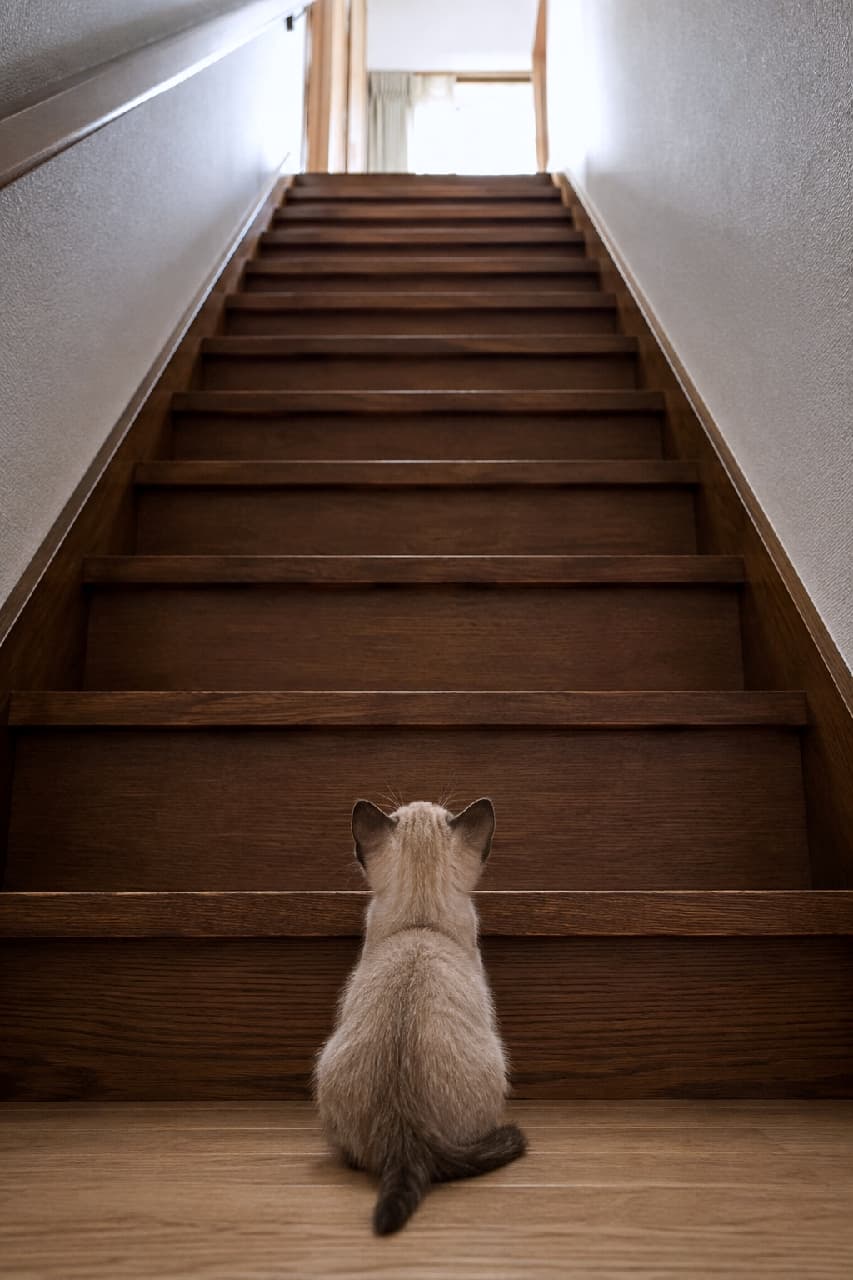 「「なんだかすごく高いニャ…登れるかな？🐈💭」初めての階段を見上げて作戦会議中のトンキニーズちゃん🐾 応援したくなる小さな後ろ姿🥺 #トンキニーズ #初めての階段 #冒険の始まり #猫のいる暮らし」Ultra-realistic high-quality photograph from behind of a Tonkinese kitten sitting on the floor, looking up a long flight of wooden stairs, with its soft mink-colored coat and dark points beautifully highlighted by natural light coming from the top. 木目の美しい家の階段の下にちょこんと座り、遥か上へと続くステップをじっと見上げるトンキニーズの子猫の後ろ姿。ミンクカラーの滑らかな被毛と、ダークブラウンの耳や尻尾のポイントカラーが、階段上部から差し込むドラマチックな自然光によって美しく浮かび上がっています