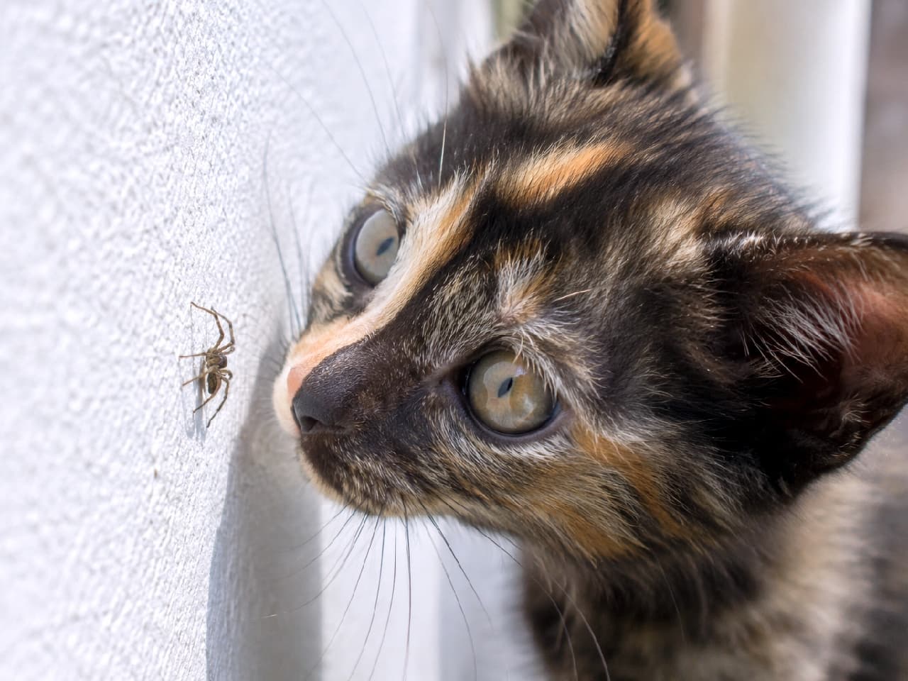 「「カサカサ動く小さな生き物…お前はだれニャ？👀🕷️」壁のクモさんにロックオン！なサビ猫ちゃん🐾 吸い込まれそうな大きな瞳の真剣な眼差しにドキドキ💓 #サビ猫 #好奇心 #猫の瞳 #猫好きさんと繋がりたい #猫のいる暮らし」Ultra-realistic high-quality macro photograph of a curious tortoiseshell kitten staring intensely at a tiny spider on a white textured wall, highlighting its beautiful black and orange fur and wide, glowing green-yellow eyes. 明るい太陽の光が当たる白い漆喰の壁に張り付いた小さなクモを、鼻先がくっつくほどの至近距離で真剣に観察するサビ猫（トーティシェル）の子猫。複雑で美しい黒と茶色の被毛、光を取り込んでビー玉のように輝く大きなグリーンイエローの瞳が印象的な、好奇心に満ちたマクロ構図