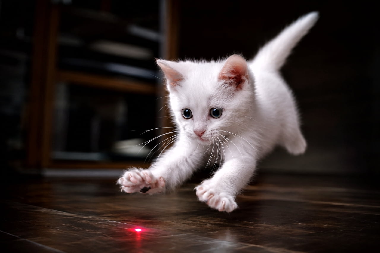 「「えいっ！この赤い点、絶対つかまえるニャ！😼🔴」初めての光に大興奮の白猫ちゃん✨ ジャンプの瞬間がカッコいいですよね💕 #白猫 #レーザーポインター #子猫の遊び」Ultra-realistic high-quality photograph of a pure white kitten pouncing mid-air towards a red laser pointer dot on a dark wooden floor, with wide eyes and dynamic movement in a dramatic, dimly lit room. 薄暗い部屋のダークブラウンのフローリングで、赤いレーザーポインターの光に向かって元気いっぱいに飛びかかる真っ白な子猫。ピンと張ったヒゲ、大きく見開いたブルーグレーの瞳、空中に浮かぶ躍動感あふれるポーズがドラマチックな光に照らし出されています