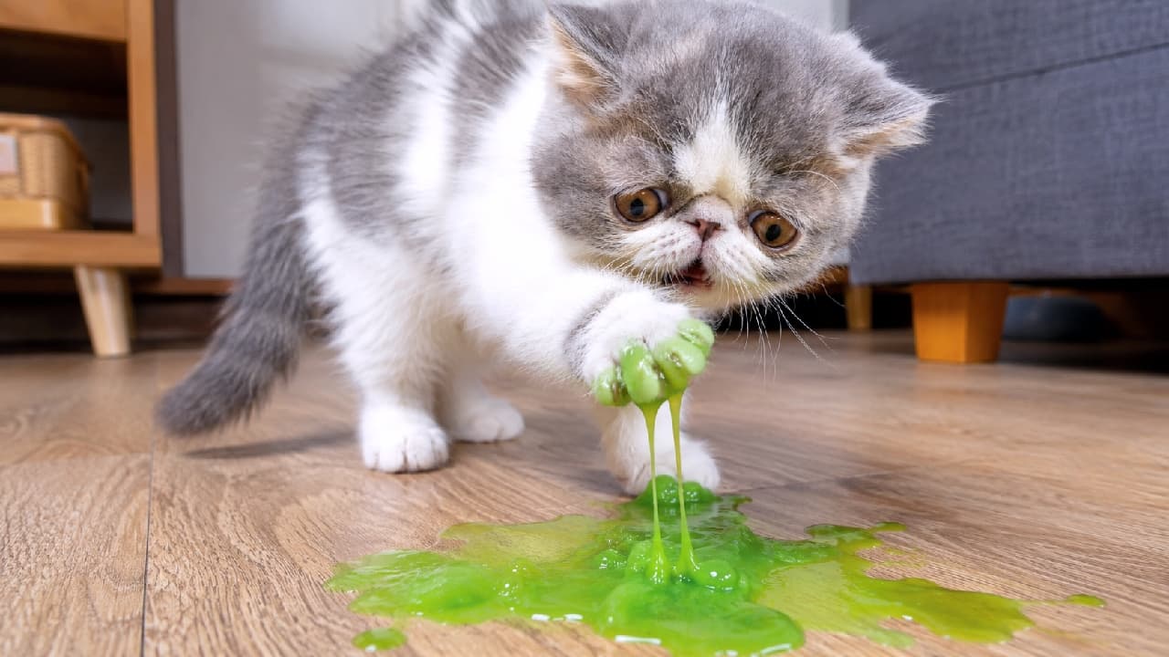 「「えっ、おててがネバネバするニャ…😿」スライムの罠に引っかかっちゃった困り顔がたまらなく愛おしい😂💚 #エキゾチックショートヘア #子猫のいる生活 #猫好きさんと繋がりたい #おもしろ猫」Ultra-realistic high-quality photograph of an Exotic Shorthair kitten (bicolor grey and white) looking utterly confused with its large copper eyes as its front paw gets stuck in bright green, stretchy slime spilled on a wooden floor. The kitten's flat face emphasizes its expression of mild disgust and bewilderment. フローリングの床にこぼれたスライム状の鮮やかな緑色の液体に右前足がくっついてしまい、糸を引く様子を大きなカッパー(銅色)の瞳で困惑気味に見つめるエキゾチックショートヘア(グレーと白のバイカラー)の子猫。ぺちゃっとした短い鼻の愛敬ある顔つきと、ネバネバに対する戸惑いが見事に描写されています