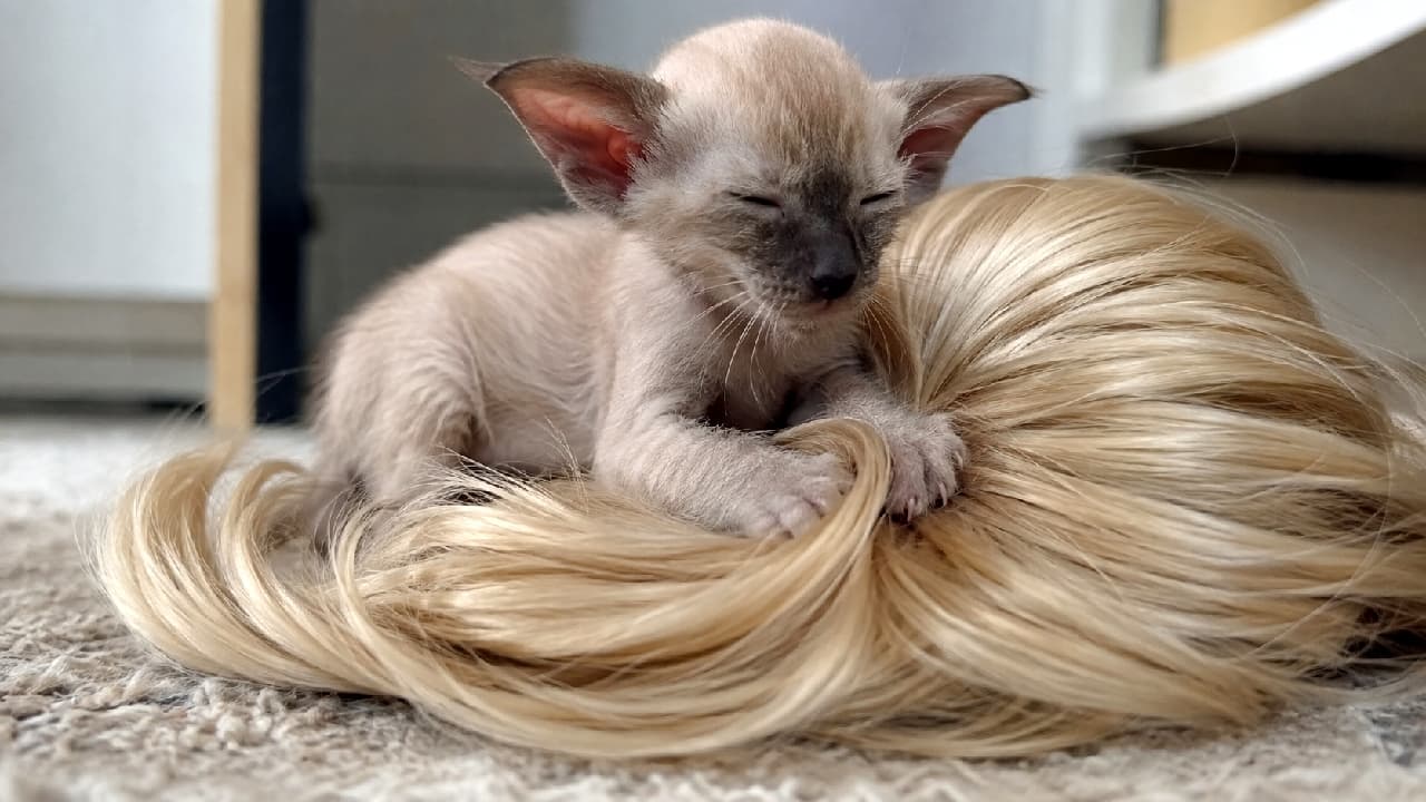 「なぜそれを選んだの…?😂 金髪のウィッグをママだと思って(?)スヤスヤ眠る子猫ちゃん🐈💤 大きなお耳と安心しきった寝顔のギャップがたまりません💘 みんなの愛猫の「謎のお気に入りアイテム」ってある?🤔 #寝顔天使 #オリエンタルショートヘア #子猫のいる生活 #猫好きさんと繋がりたい #おもしろ猫」Ultra-realistic high-quality photograph of a fawn-colored Oriental Shorthair kitten with large ears, peacefully sleeping and hugging a bundle of shiny blonde hair (wig) on a soft carpet, capturing a serene and slightly surreal atmosphere. ふわふわの絨毯の上で、艶やかな金髪の束(ウィッグ)に前足を添え、ギュッと抱きしめるように目を閉じて安心しきって眠るオリエンタルショートヘアの子猫。大きな耳とスレンダーな骨格、柔らかなベージュの被毛が美しく描かれています