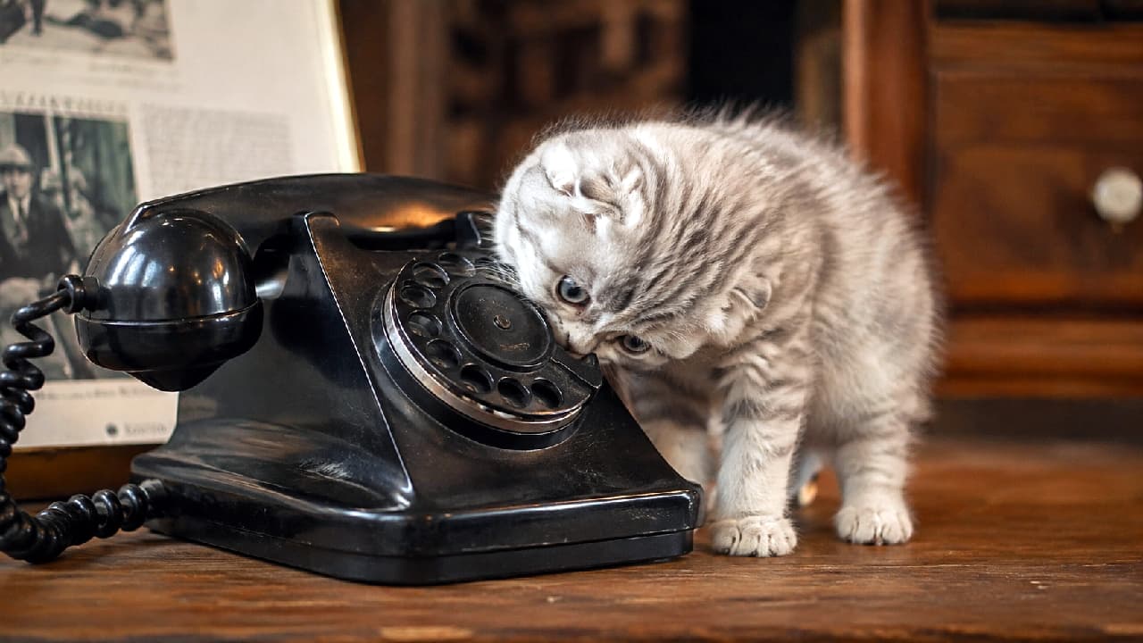 「もしもしニャ?☎️🐾 レトロな黒電話のダイヤルと格闘するスコティッシュちゃんがエモ可愛すぎる🥰🕰️ #スコティッシュフォールド #子猫のいる生活 #猫好きさんと繋がりたい #おもしろ猫」Ultra-realistic high-quality photograph of a silver tabby Scottish Fold kitten with folded ears, intensely biting and investigating the rotary dial of an antique black telephone on a vintage wooden desk. The scene is lit with warm, sepia-toned lighting, highlighting the retro aesthetics of the background items. 重厚なアンティーク調の木製デスクの上で、レトロな黒電話のダイヤル部分に顔を擦り付け、小さな口で一生懸命噛み付こうとしている折れ耳のスコティッシュフォールド(シルバータビー)の子猫。セピア調の温かみのある照明と、背景に配置されたビンテージ風の額縁や小物が、ノスタルジックで落ち着いた雰囲気を醸し出しています