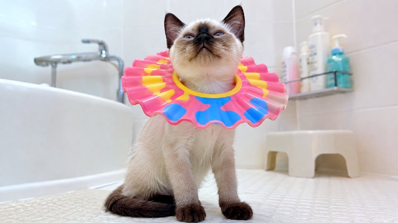 「なぜか得意げなお顔がたまらない😹🛁 カラフルなエリマキトカゲに変身しちゃったドヤ顔のシャム猫ちゃんです✨ #シャム猫 #子猫のいる生活 #猫好きさんと繋がりたい #おもしろ猫」Ultra-realistic high-quality photograph of a Siamese kitten wearing a colorful pink, yellow, and blue ruffled plastic shampoo hat around its neck, looking up proudly with striking blue eyes in a bright, clean bathroom with white tiles and a bathtub in the background. 白いタイル張りの明るい浴室で、ピンク、黄色、青のカラフルで波打つ子供用シャンプーハットを首にはめられ、美しいサファイアブルーの瞳で誇らしげに上を見上げているシャム子猫。背景には白いバスタブやお風呂用の椅子、パステルカラーのボトル類が並び、清潔感のある明るい空間が広がっています