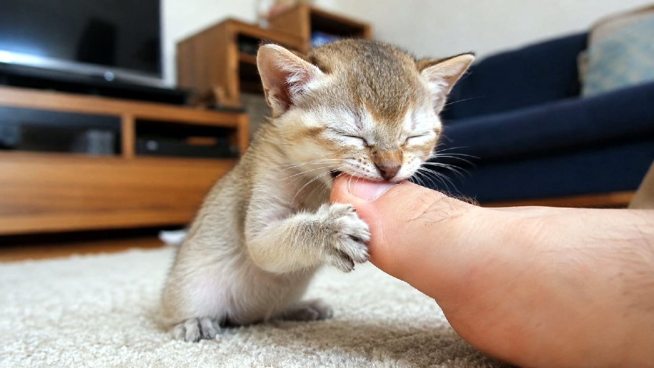 「「にゃんだこの不思議な形はー!ガブッ😼🐾」つま先への執着が可愛すぎる😂みんなも愛猫に噛まれた経験ある?💕 #シンガプーラ #子猫のいる生活 #猫好きさんと繋がりたい #おもしろ猫」Ultra-realistic high-quality photograph of a Singapura kitten with its eyes tightly closed, adorably biting and holding onto a human toe with its front paws on a beige rug, set against a softly blurred, warmly lit living room background with a wooden TV stand and a blue sofa. ベージュのふかふかなラグマットの上で、人間のつま先に全力で噛み付いているシンガプーラの子猫。ギュッと目を閉じ、両前足で指をしっかりとホールドする一生懸命な表情が愛らしく、背景にボケて写る木製テレビボードやブルーのソファが、柔らかな自然光に包まれた温かい日常を演出