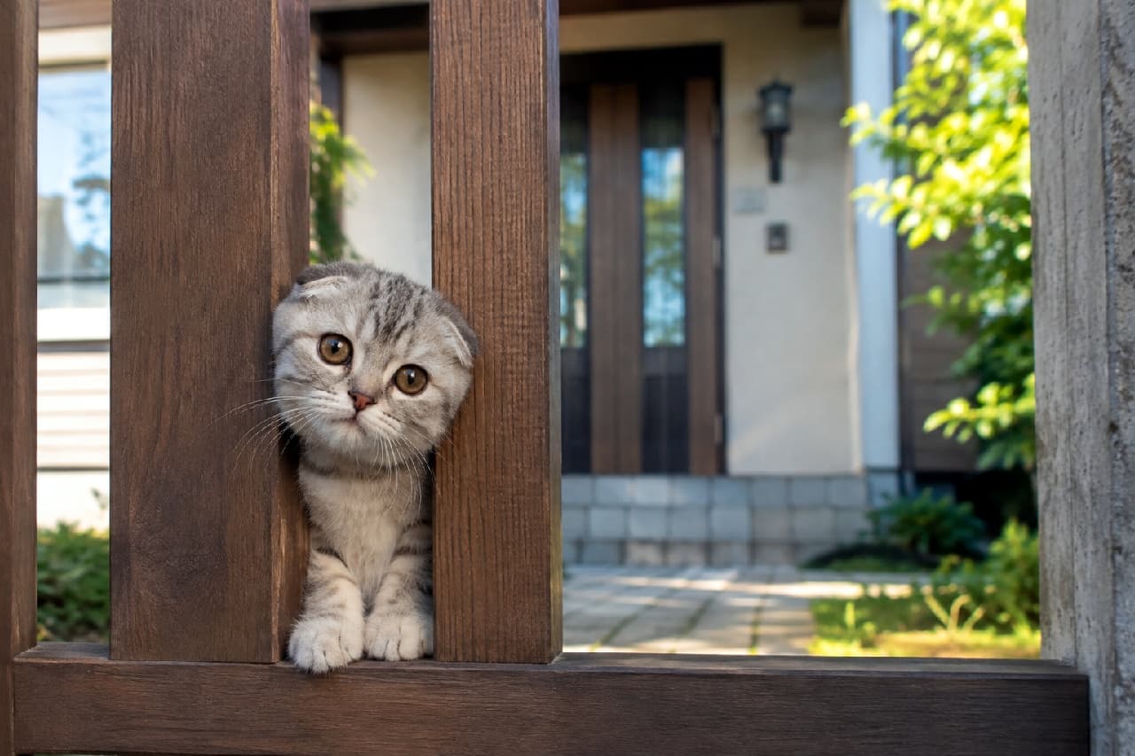 「「あそびにきたの?」🚪🐾 木柵からひょっこりお顔を出す姿に胸キュン!お家に帰るのが楽しみになりますね☀️ #猫のいる暮らし」Ultra-realistic high-quality photograph of a silver tabby Scottish Fold kitten with folded ears and round amber eyes, resting its paws on a wooden fence and peeking through. The blurred background features a modern detached house entrance and lush greenery bathed in warm afternoon sunlight. 庭の木柵の隙間から前足を添えてこちらを覗き込む、シルバータビーのスコティッシュフォールドの子猫。特徴的な折れ耳とまん丸な琥珀色の瞳が愛らしく、背景には暖かな日差しに包まれたモダンな戸建住宅の玄関アプローチと豊かな緑が美しくボケて写り込んでいる、穏やかな午後の情景
