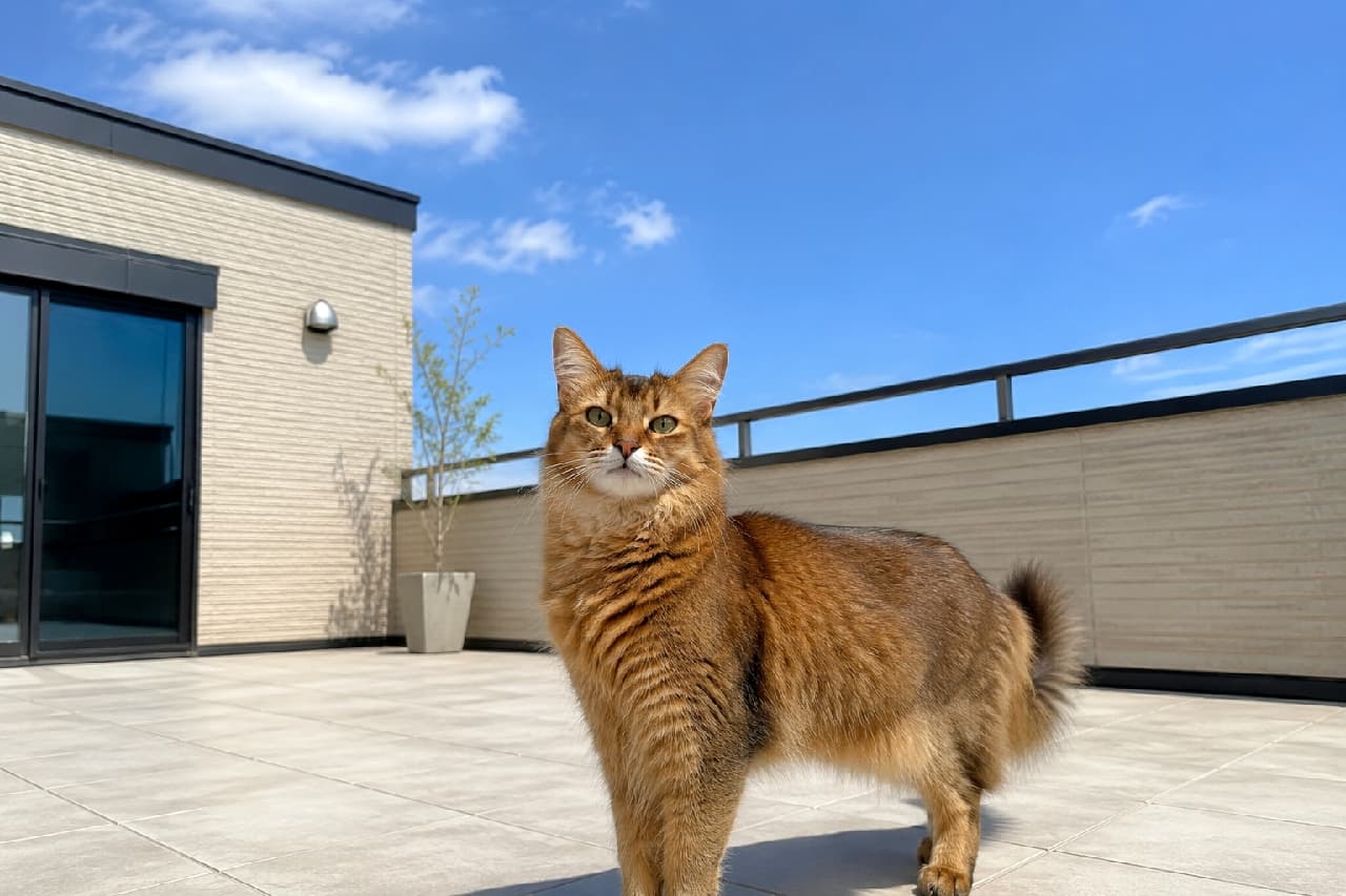 「青空の下、屋上テラスを独り占めニャ☀️ 太陽の光を浴びて輝くソマリちゃん、開放感たっぷりで気持ちよさそう🌿✨」Ultra-realistic high-quality photograph of a majestic ruddy Somali cat with a bushy, fox-like tail, standing proudly on a spacious tiled rooftop terrace. The cat's beautiful ticked coat glows in the bright sunlight, set against a modern house exterior and a clear, brilliant blue sky. 雲一つない真っ青な空の下、戸建住宅の広々とした屋上テラス(ルーフバルコニー)に堂々と立つルディカラーのソマリ。豊かな飾り毛のあるしっぽと、キツネのような野性味あふれる美しいグラデーションの被毛が太陽の光を浴びて輝いている。背景のモダンな外壁と開放的な空間が、ラグジュアリーな日常を演出