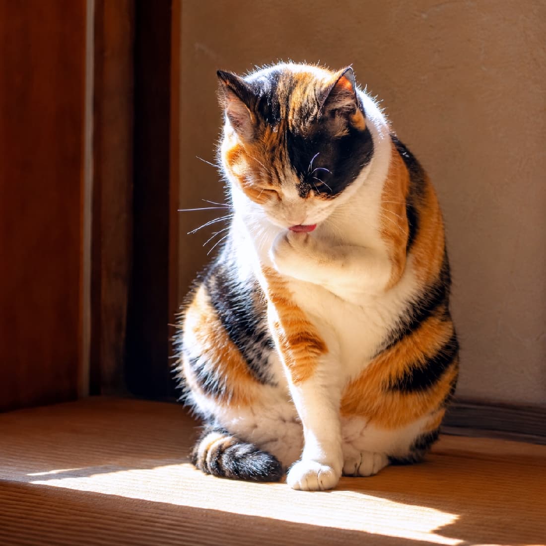 「ポカポカ陽だまりで身だしなみチェック🐾✨ 畳と三毛猫の組み合わせは、まさに日本の宝ですね🍵🐈 #三毛猫 #和風 #日向ぼっこ #猫好きさんと繋がりたい #ハチワレ #猫のいる暮らし」Ultra-realistic high-quality photograph of a beautiful chubby calico cat sitting on a tatami mat in a traditional Japanese room, grooming its paw with its eyes closed, beautifully illuminated by a strong, dramatic sunbeam. 強い日差しが差し込む和室の畳の上で、目を細めながら右前足をペロペロと毛づくろいしているふくよかな三毛猫の高画質写真。黒、茶、白の鮮やかな被毛のコントラストがドラマチックな光と影によって劇的に浮かび上がり、日本の風情を強く感じさせる情景