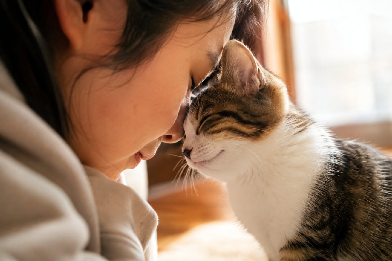 「大切な家族との至福のスキンシップ😌💕 おでこを合わせると、言葉がなくても心まで通じ合っている気がしますよね✨ #信頼関係 #キジ白 #猫好きさんと繋がりたい #子猫 #ハチワレ #子猫のいる暮らし」Ultra-realistic high-quality photograph of a woman and her sweet tabby and white cat gently pressing their foreheads together. Bathed in warm natural light, the cat's closed eyes and contented expression show a deep bond and pure affection. 窓辺の暖かな日差しの中、女性の飼い主とお互いのおでこをコツンと優しく合わせているキジ白(ミックス)の猫の高画質写真。目を閉じて幸せそうに微笑むような猫の表情から、人間と猫の間の深い信頼関係とピュアな愛情が伝わってくる、非常にエモーショナルで心温まる一枚