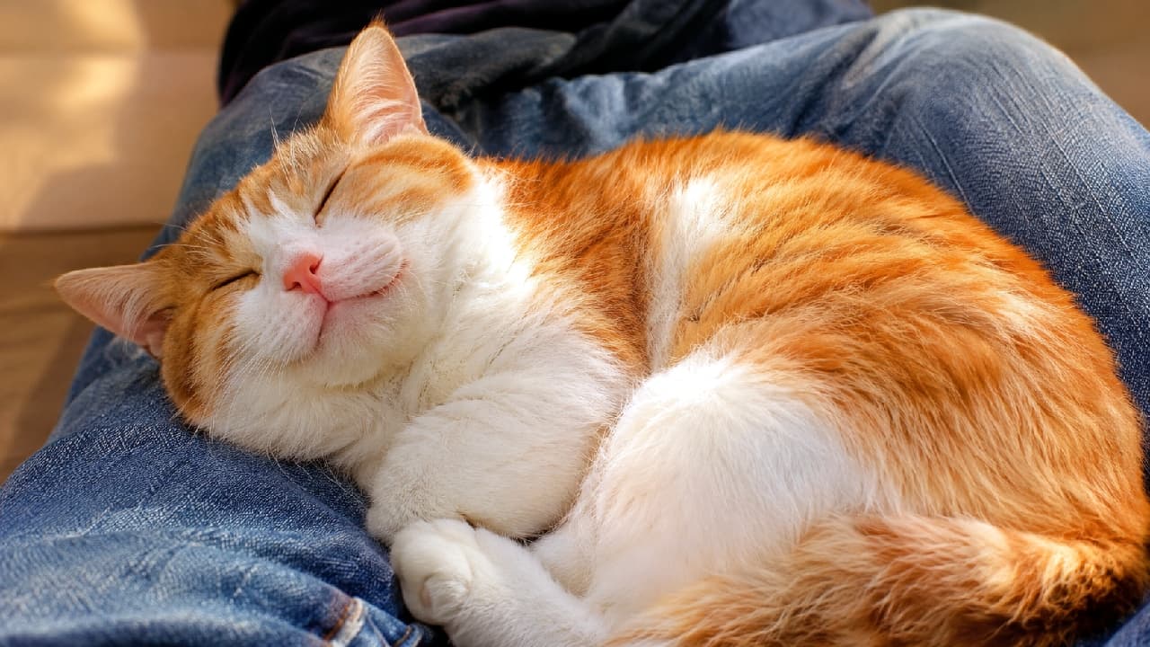 「大好きな飼い主さんのお膝でスヤスヤ…☀️💤 幸せそうなお顔に日頃の疲れも吹き飛びますね🥰 #茶白猫 #膝乗り猫 #お昼寝 #猫好きさんと繋がりたい #ハチワレ #猫のいる暮らし」Ultra-realistic high-quality photograph of a sweet orange and white cat sleeping peacefully curled up on a person's lap wearing blue jeans, beautifully illuminated by warm sunlight. 飼い主が穿くブルージーンズの膝の上で、体を丸めて目を細め、至福の表情で眠る茶白(ミックス)の猫の高画質写真。暖かな太陽の光が猫の柔らかなオレンジと白の被毛を黄金色に照らし、デニムの青いテクスチャとの美しいコントラストを生み出しています